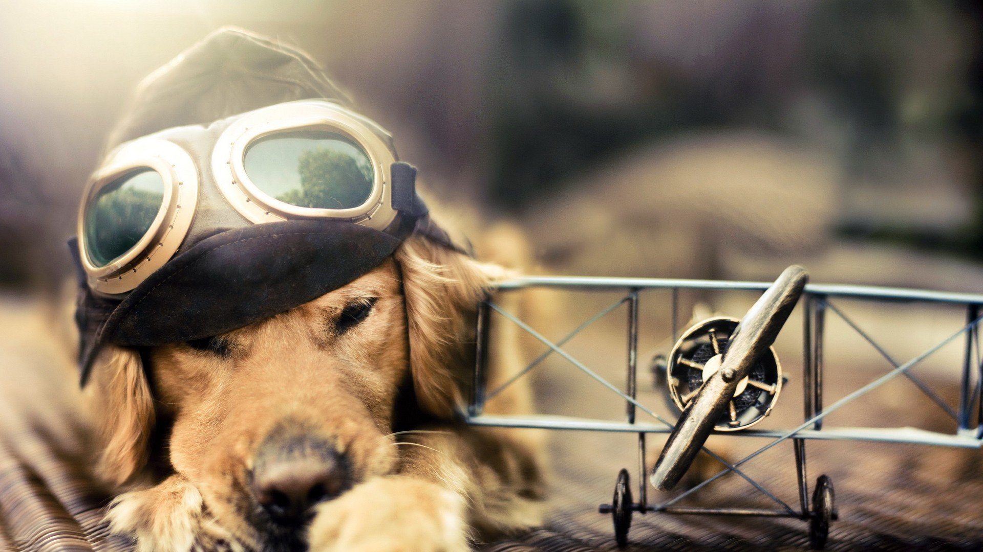 萌宠,动物,可爱,卖萌,狗,汪星人