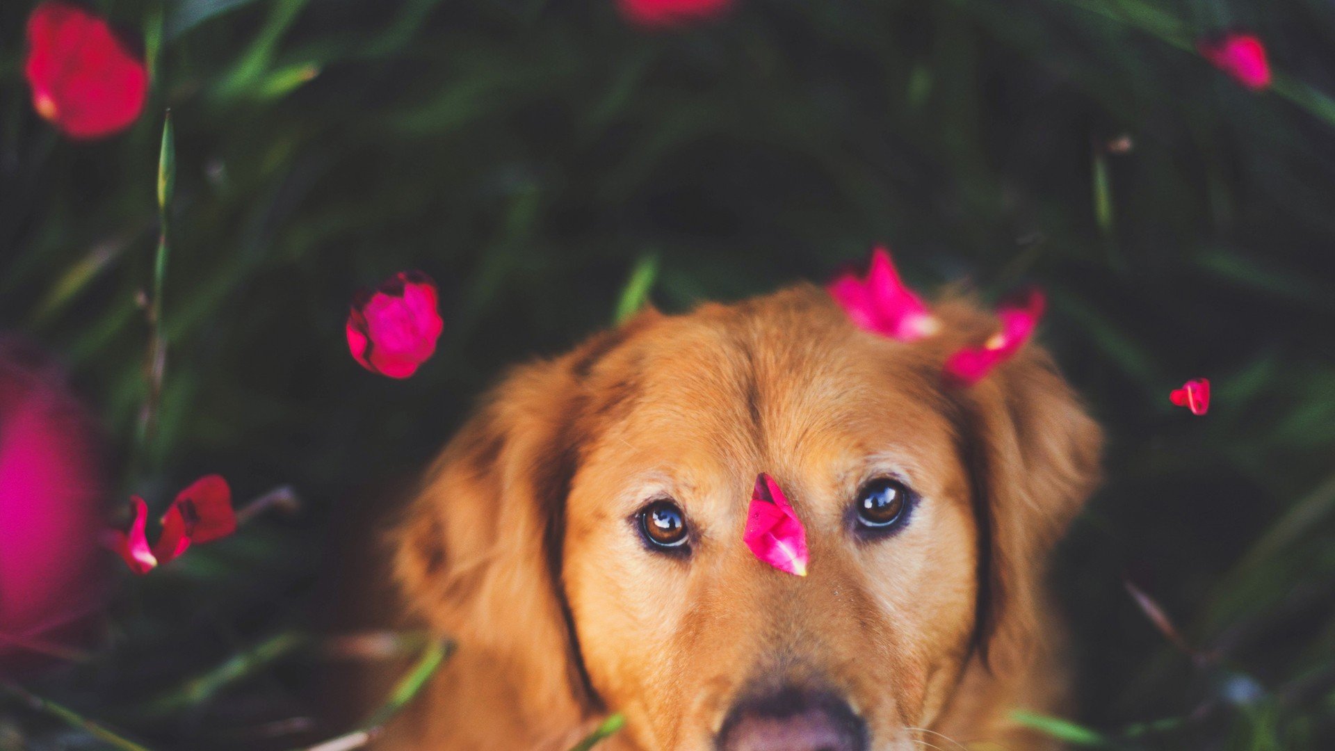 萌宠,动物,可爱,卖萌,狗,汪星人