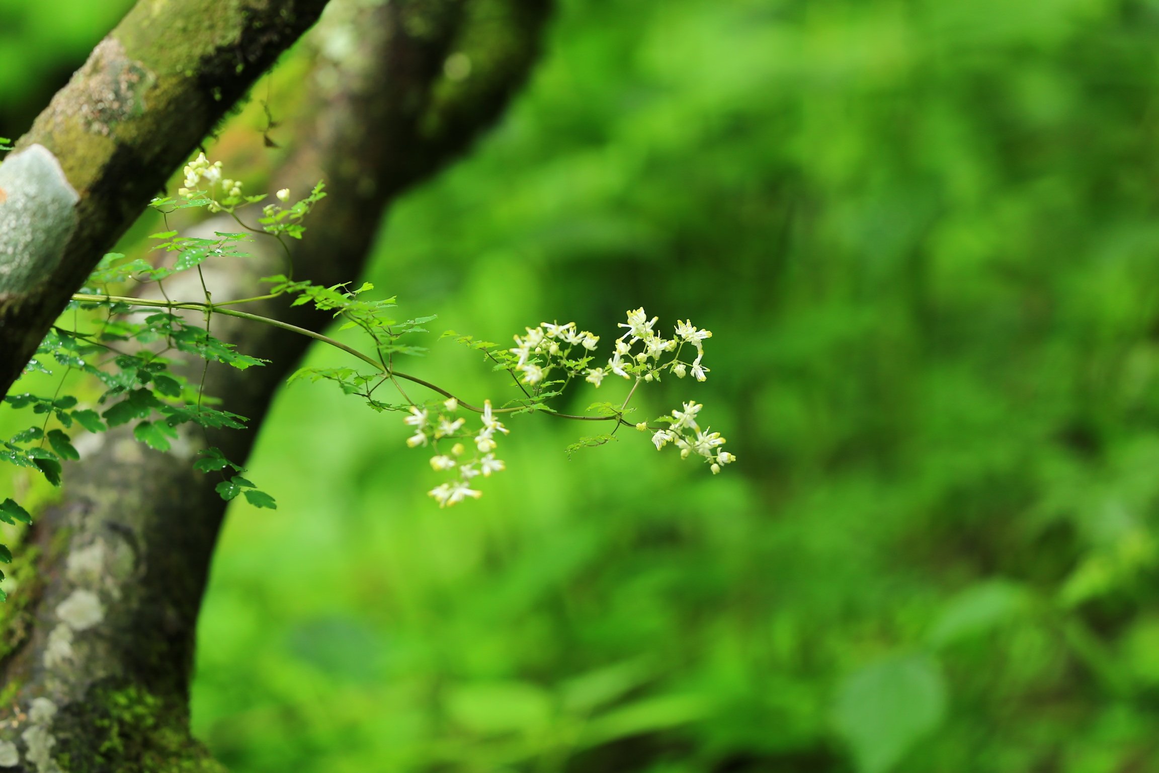 风景,自然风光,意境绿色养眼,森林,清新