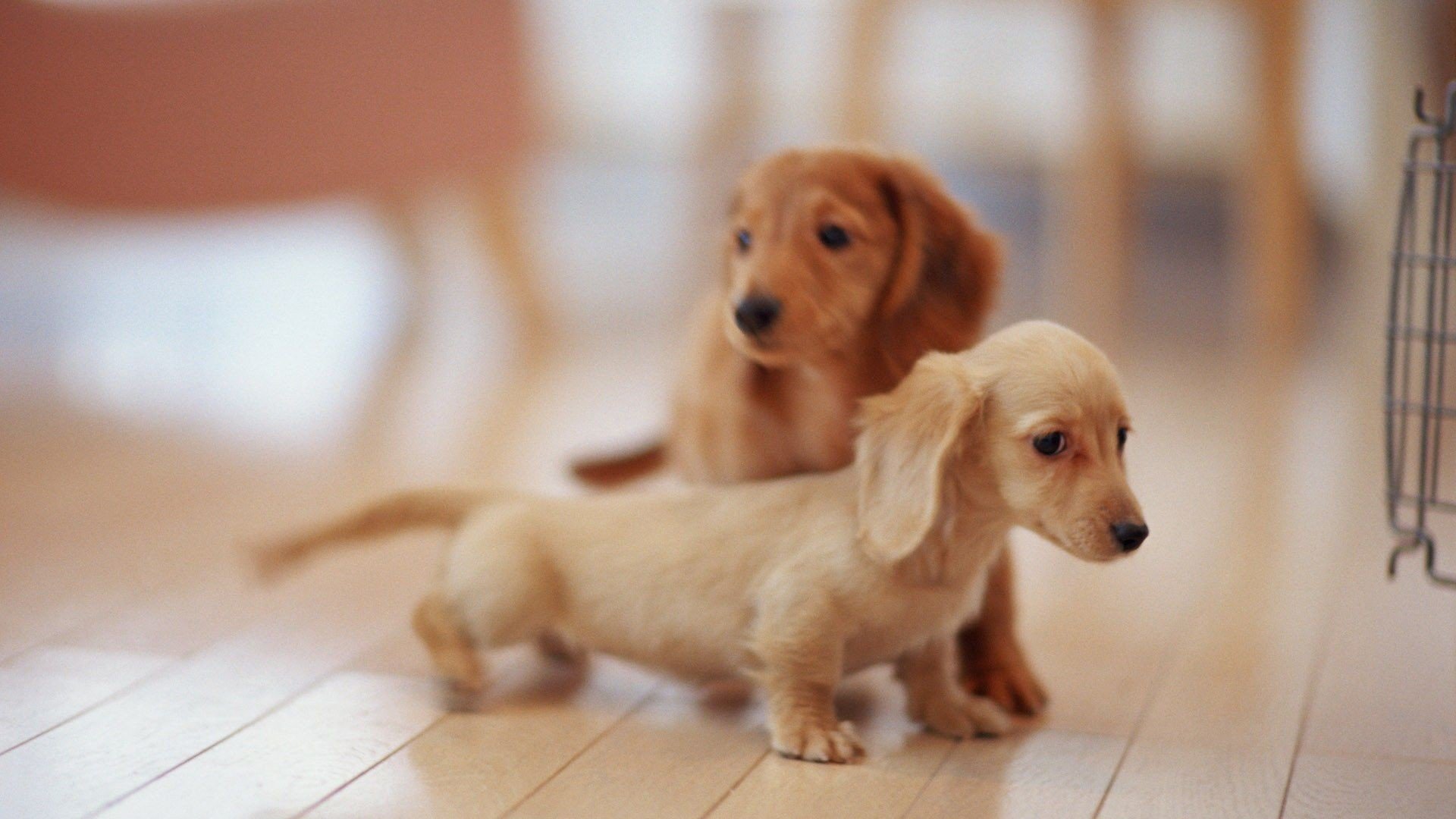 萌宠,动物,可爱,卖萌,狗,汪星人