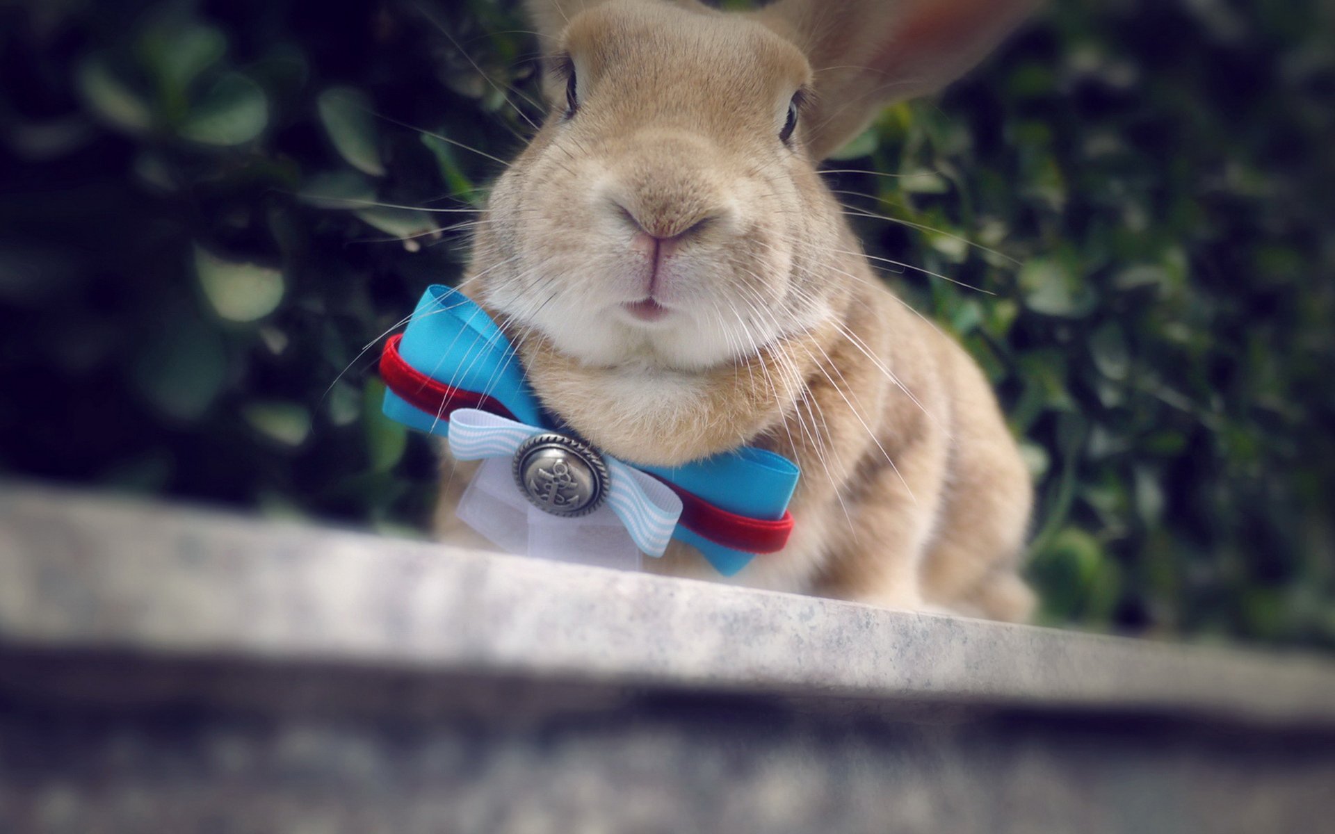 动物,野生动物,兔子