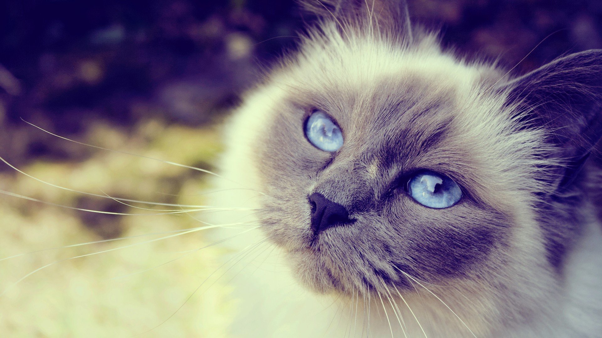 萌宠,动物,可爱,卖萌,猫咪,喵星人