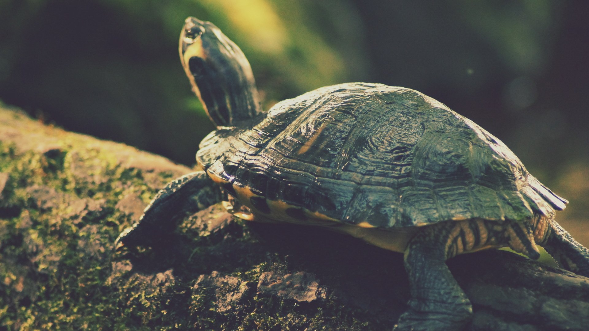 动物,野生动物,乌龟,海龟