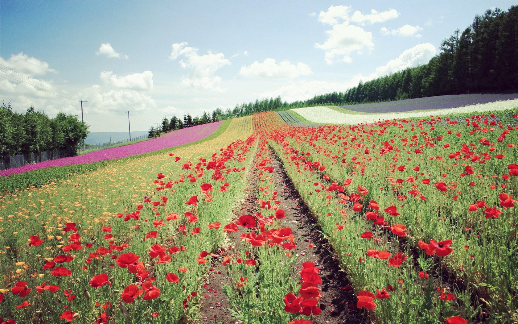 风景,自然风光,大自然,唯美,日本,北海道,日系,旅游胜地