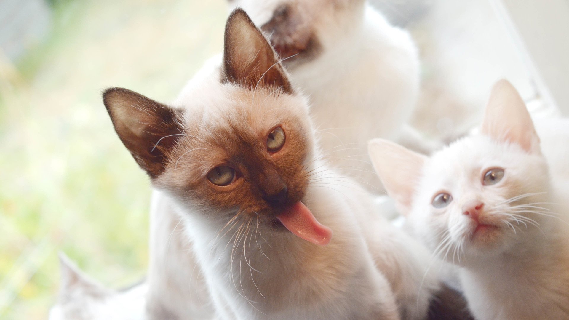 萌宠,动物,可爱,卖萌,猫咪,喵星人