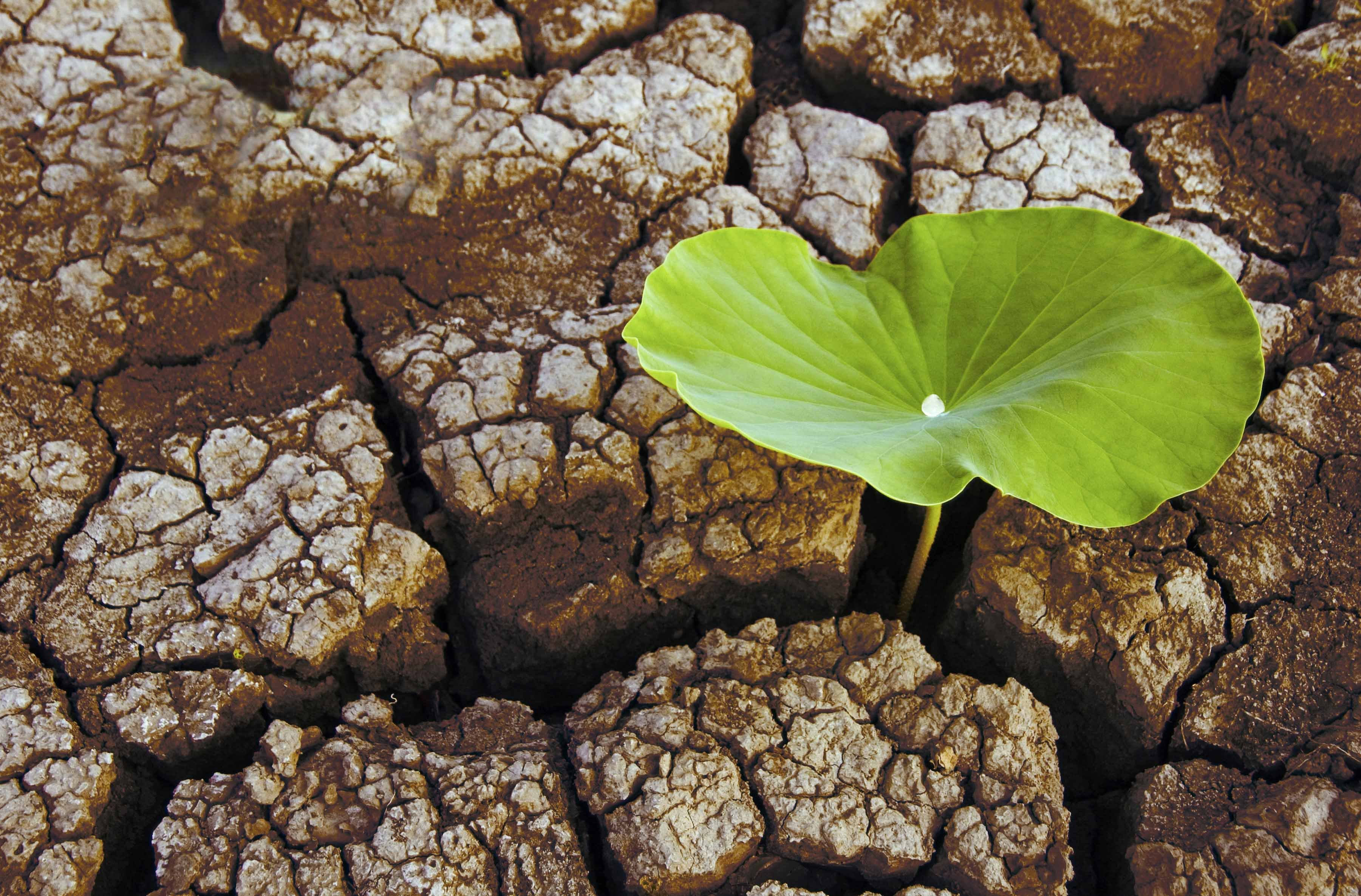 小清新,唯美,干枯,生命,坚强,顽强