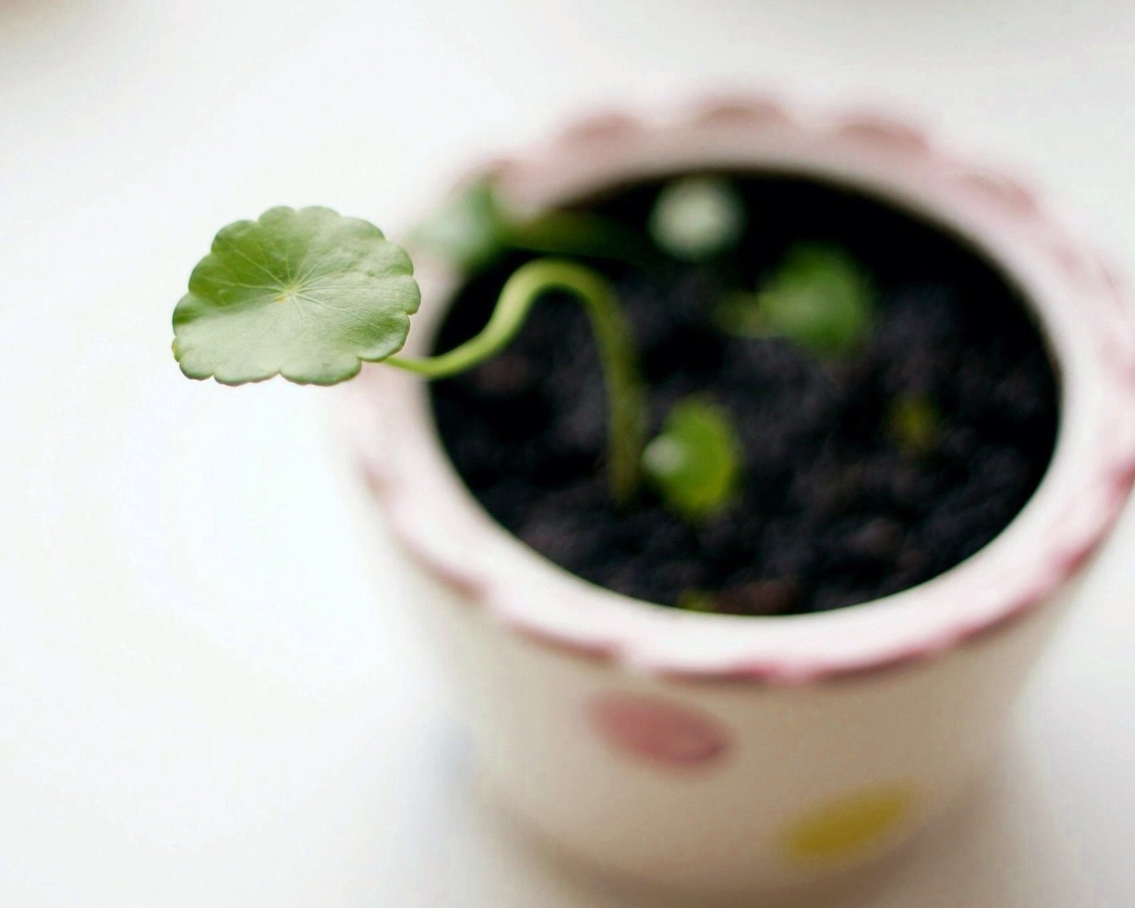小清新,温暖,干净,安静,温馨,唯美,静物,物语,植物,花盆