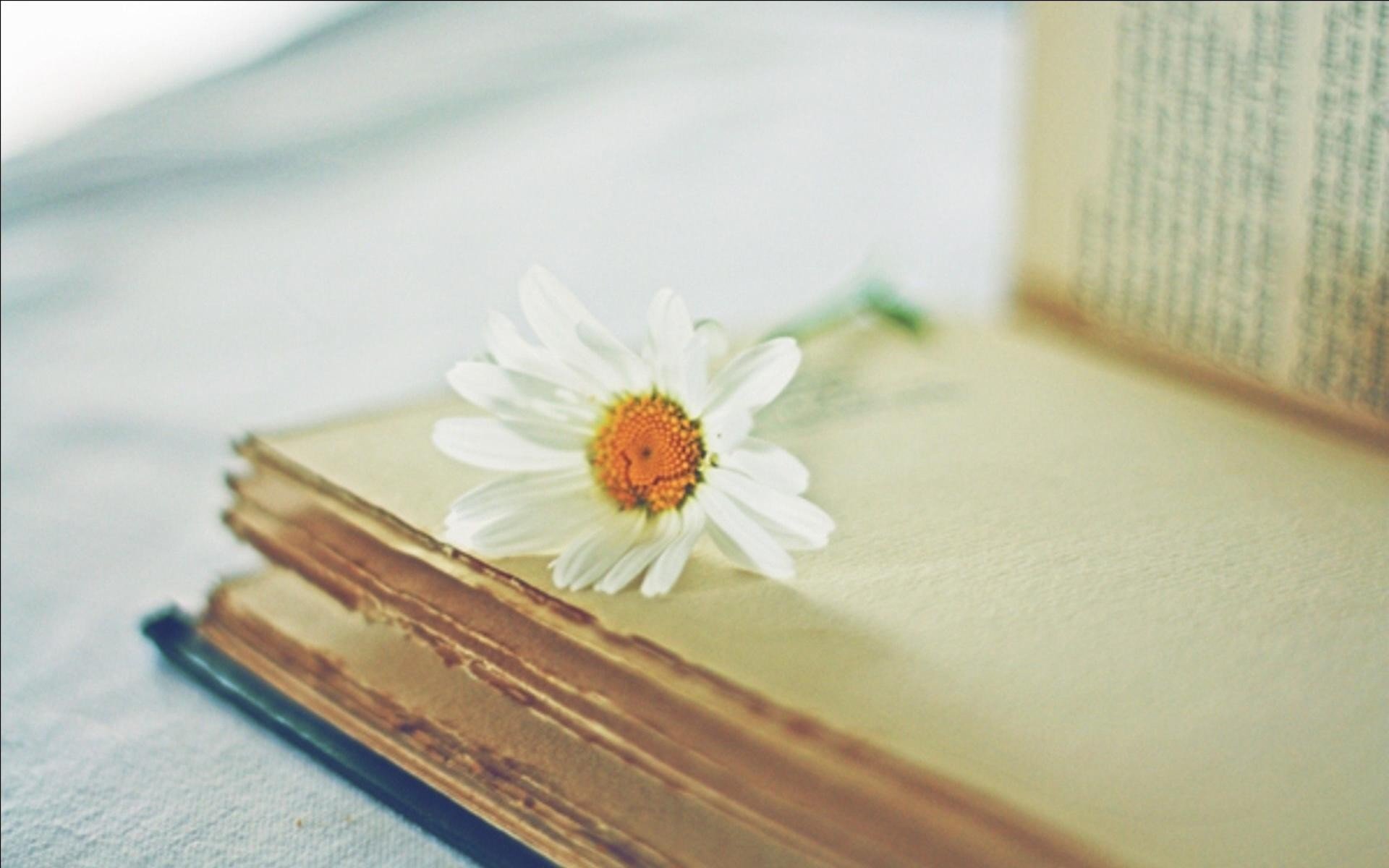 小清新,温暖,干净,安静,温馨,唯美,静物,物语,书,花