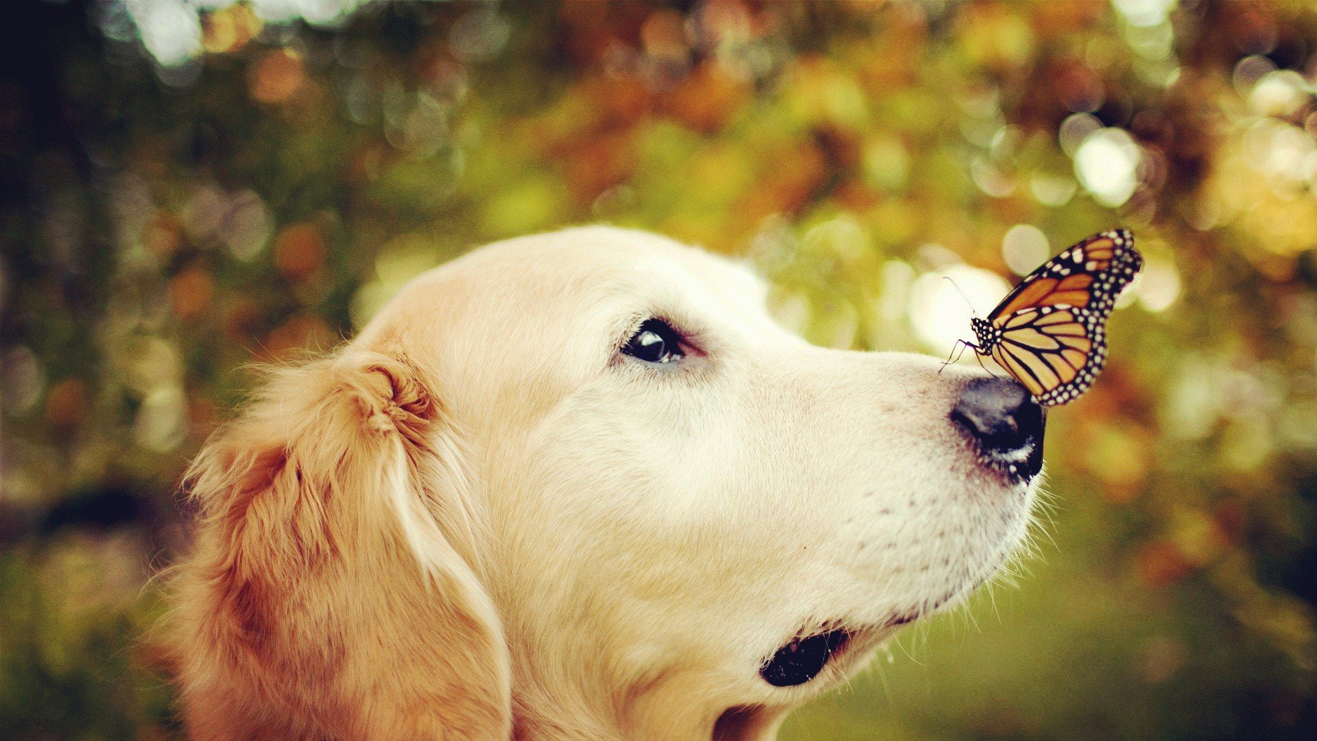 萌宠,动物,可爱,卖萌,狗,汪星人