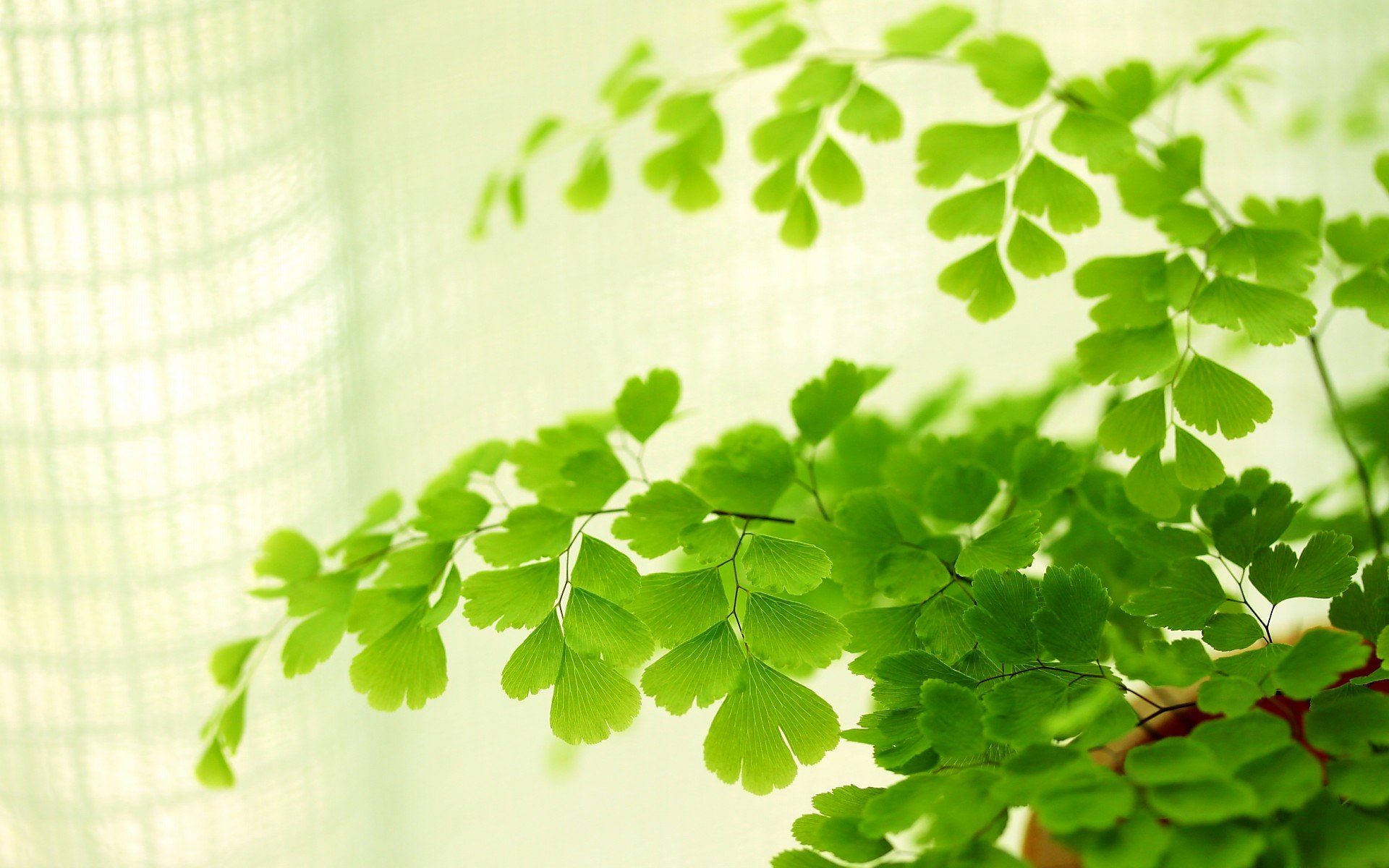 小清新,唯美,温馨,安静,绿色养眼,植物