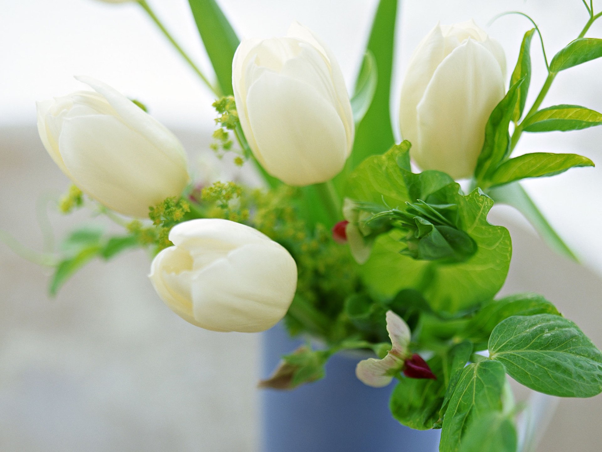 小清新,温暖,干净,安静,唯美,静物,物语,时光,清新淡雅,花朵