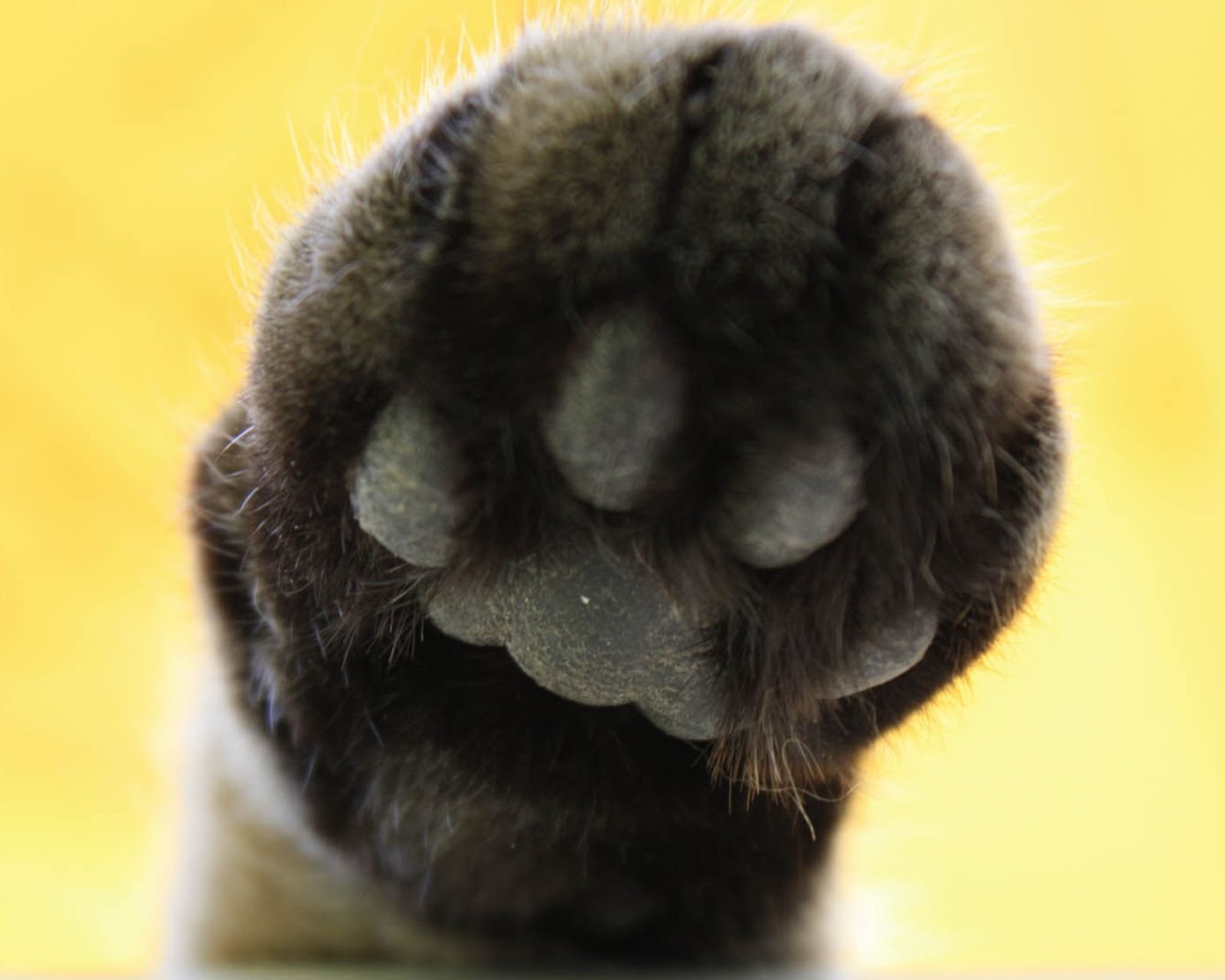 动物,萌宠,喵星人,猫咪,猫爪