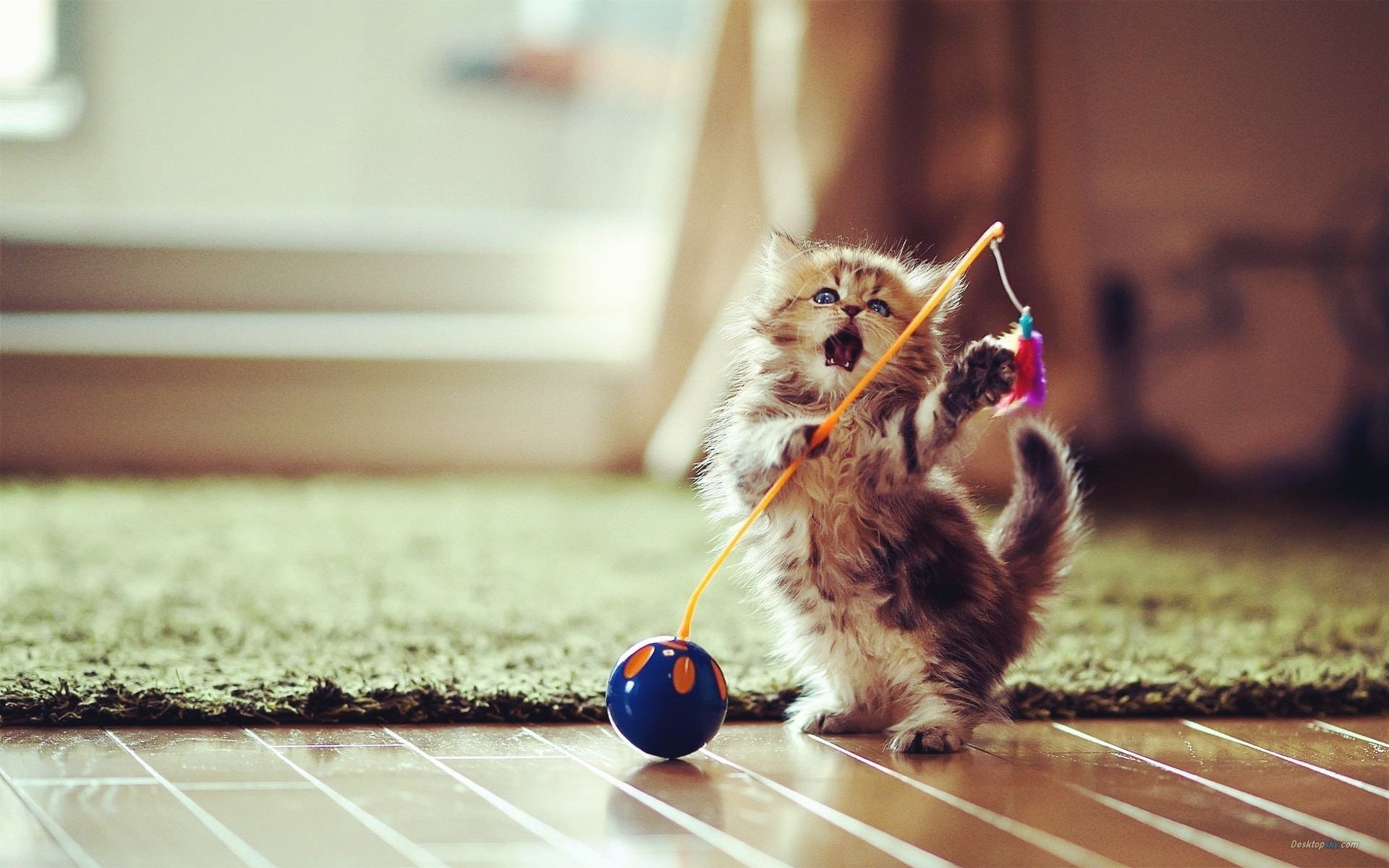 萌宠,动物,可爱,卖萌,猫咪,喵星人