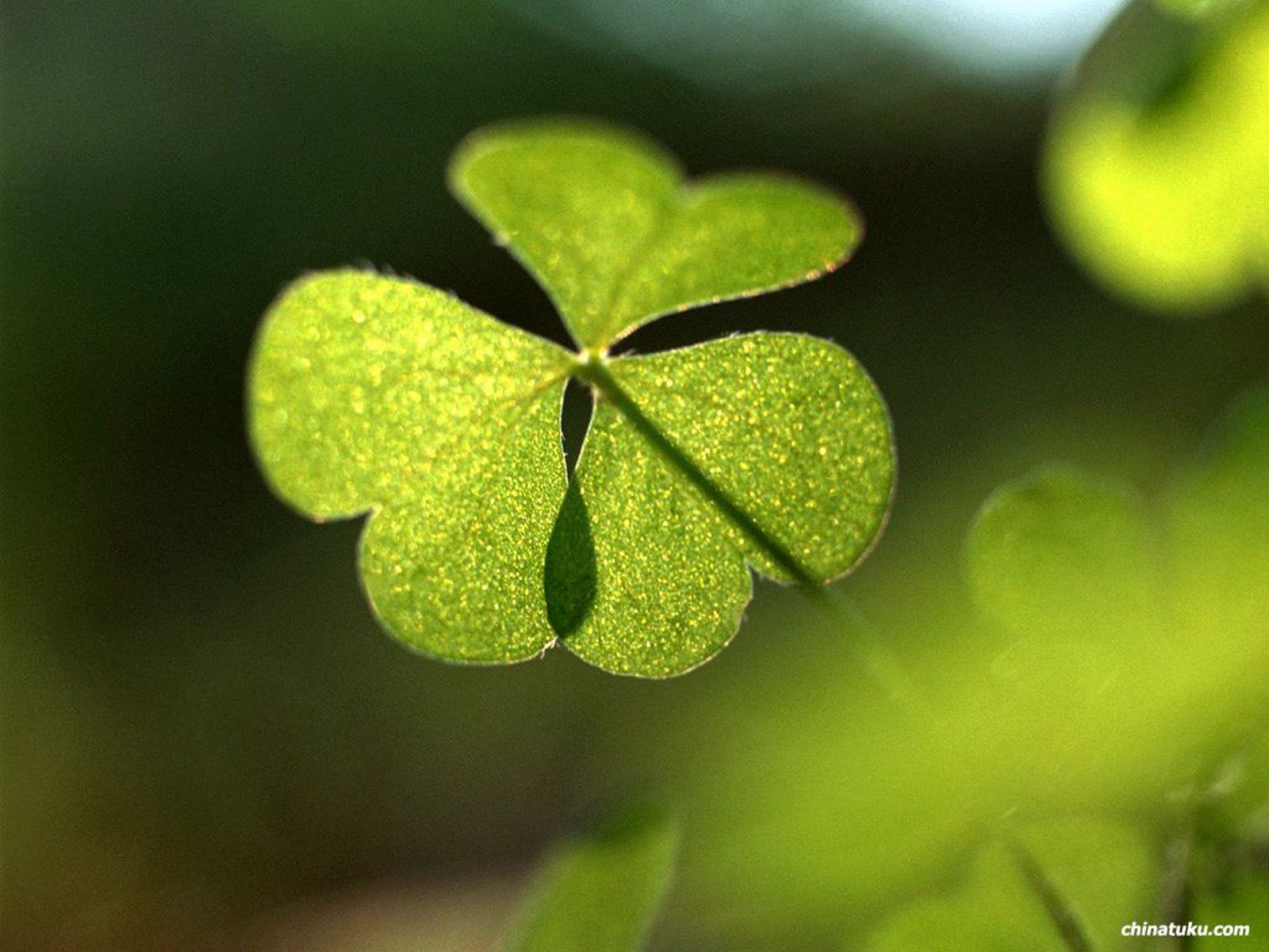 小清新,温暖,干净,安静,温馨,唯美,静物,物语,四叶草