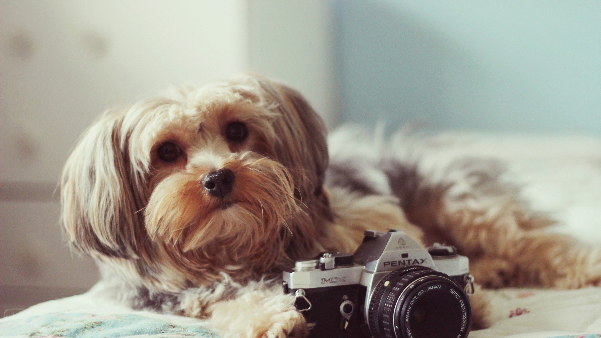 萌宠,动物,可爱,卖萌,狗,汪星人