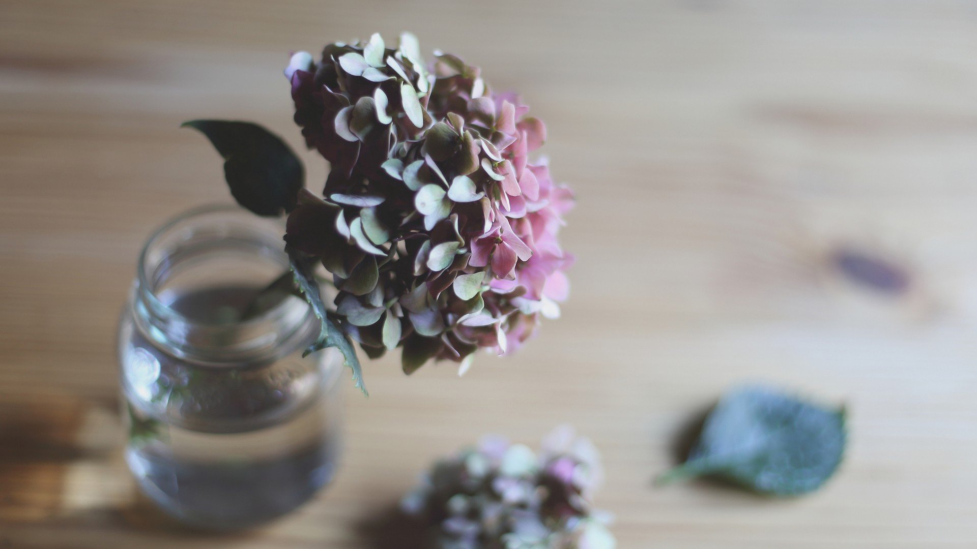 小清新,温暖,干净,安静,唯美,静物,物语,时光,清新淡雅,花朵