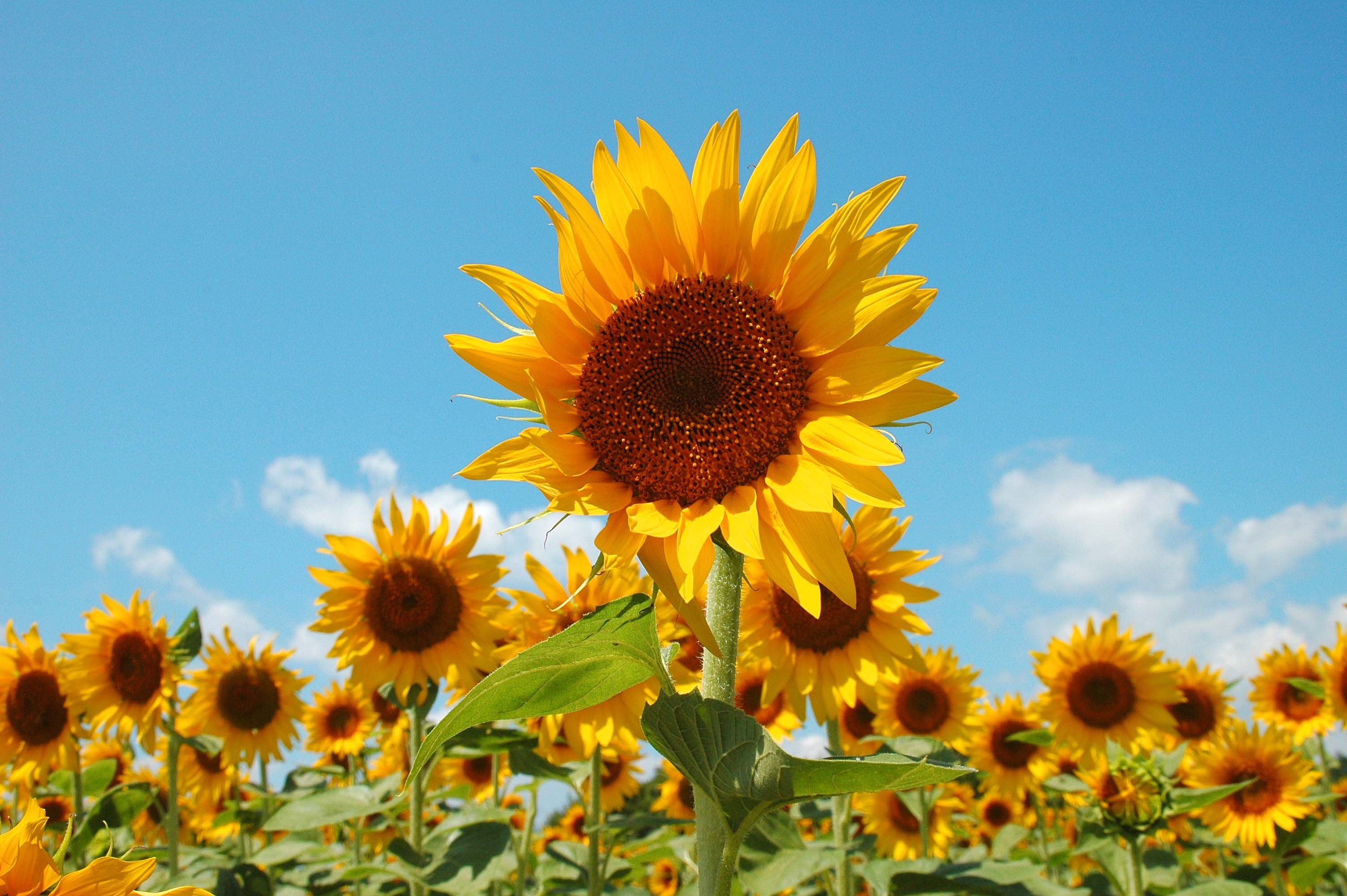 小清新,温暖,干净,安静,温馨,唯美,静物,物语,向日葵,太阳花