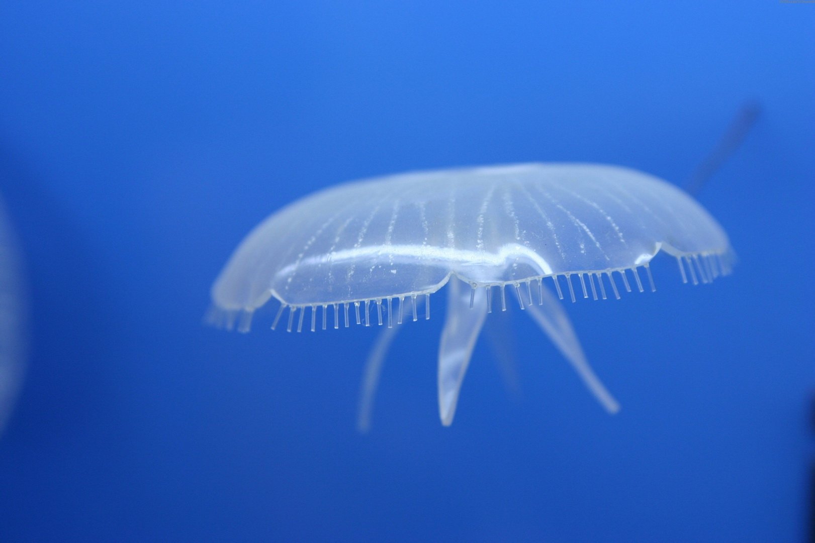 动物,海底世界,海洋生物