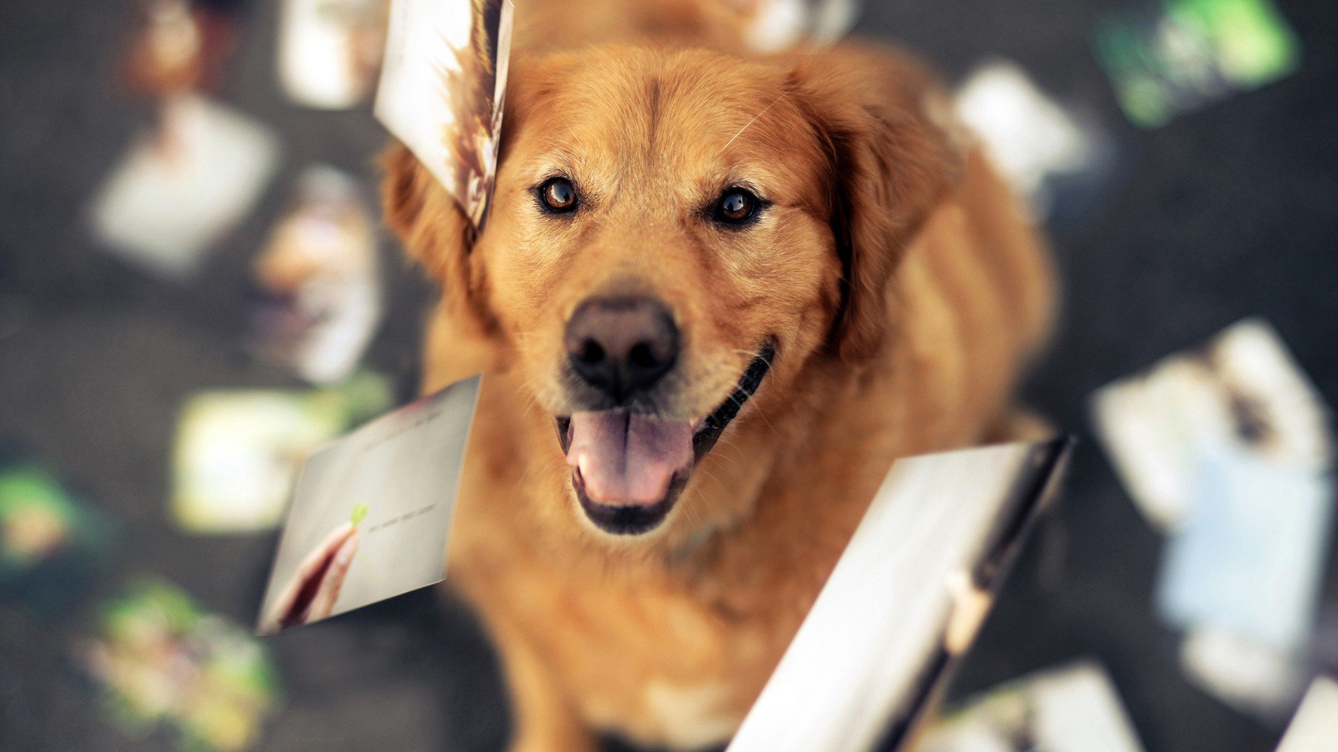 萌宠,动物,可爱,卖萌,狗,汪星人