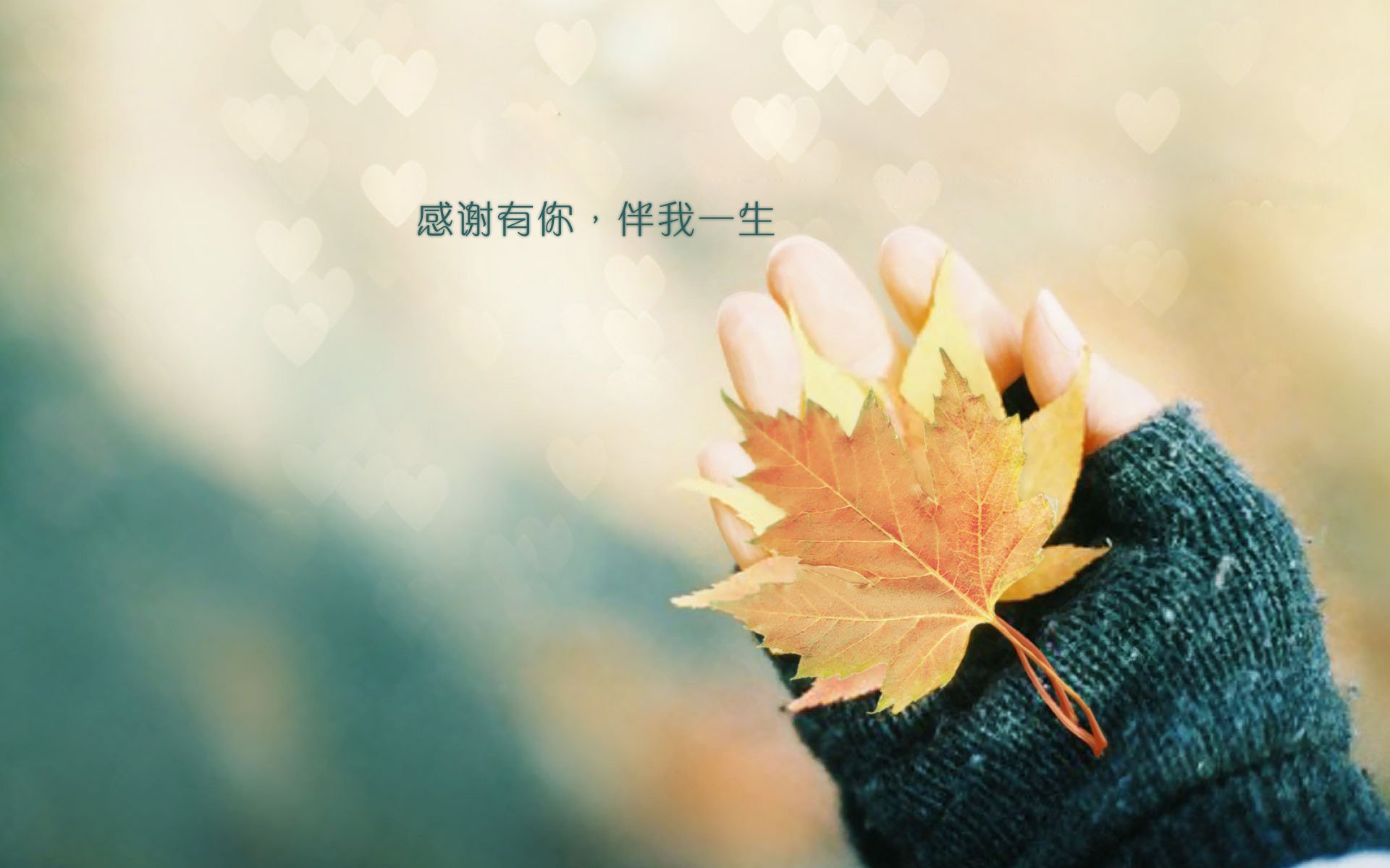 文字,文字控,语录,手,枫叶,感恩