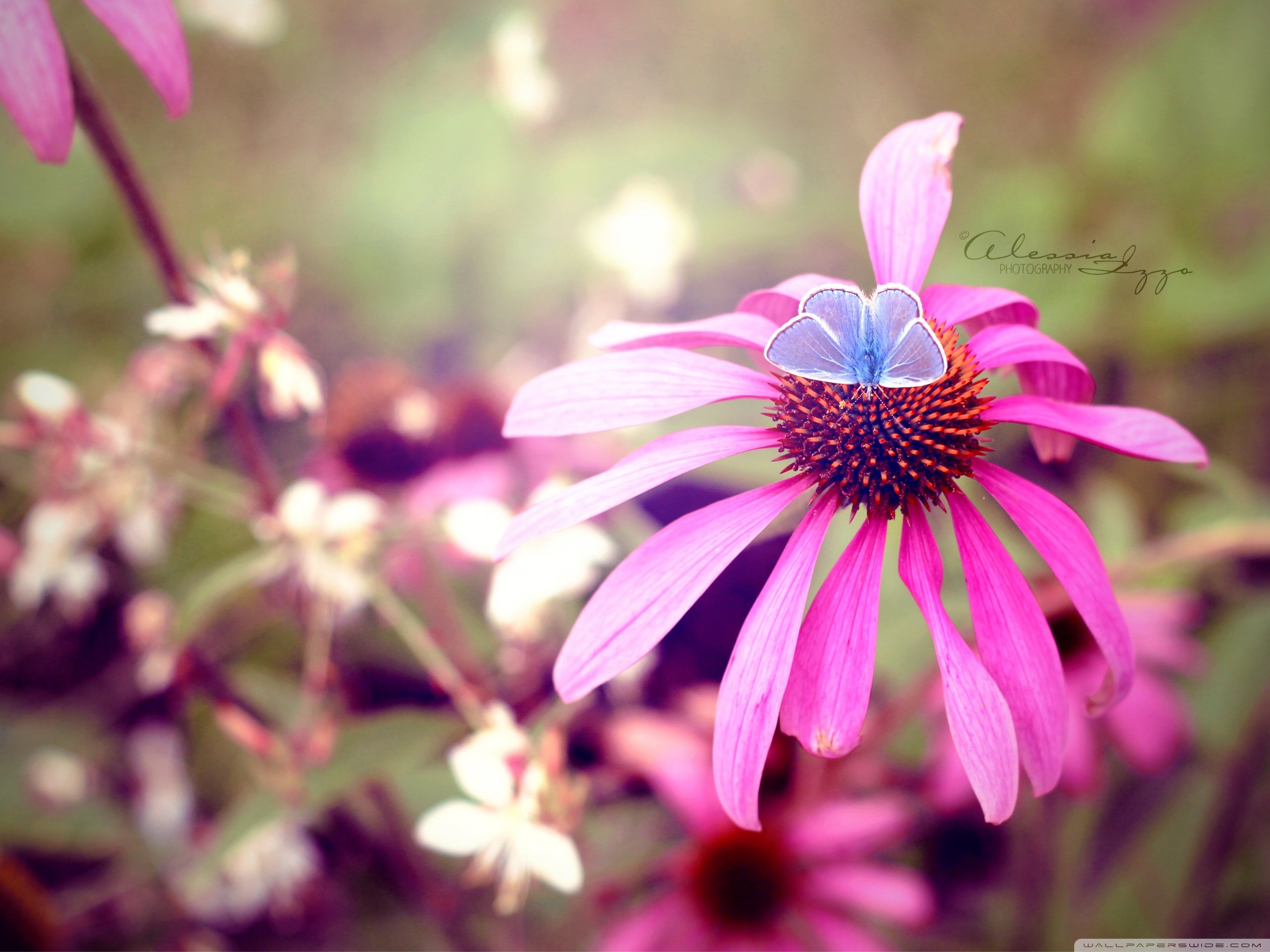 小清新,唯美,花,娇艳欲滴