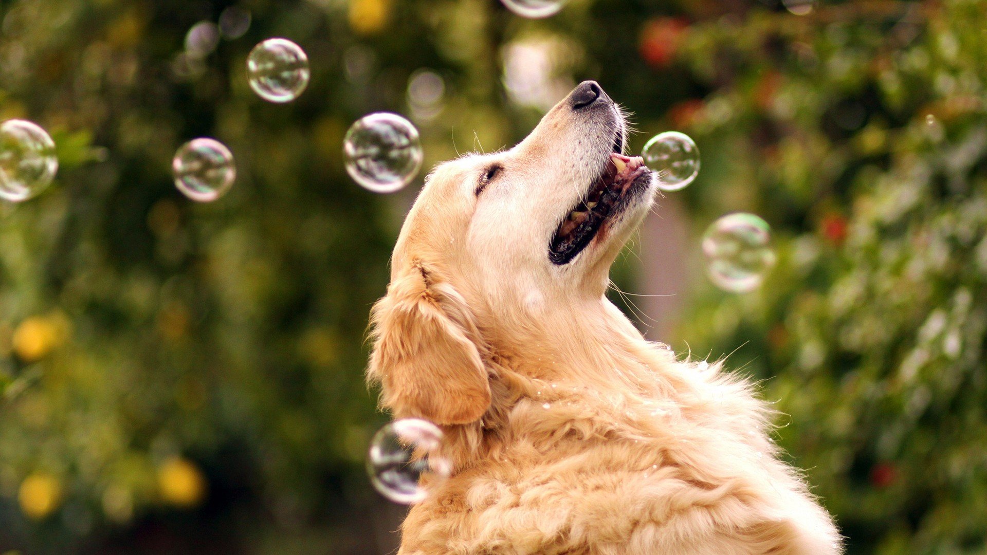 萌宠,动物,可爱,卖萌,狗,汪星人