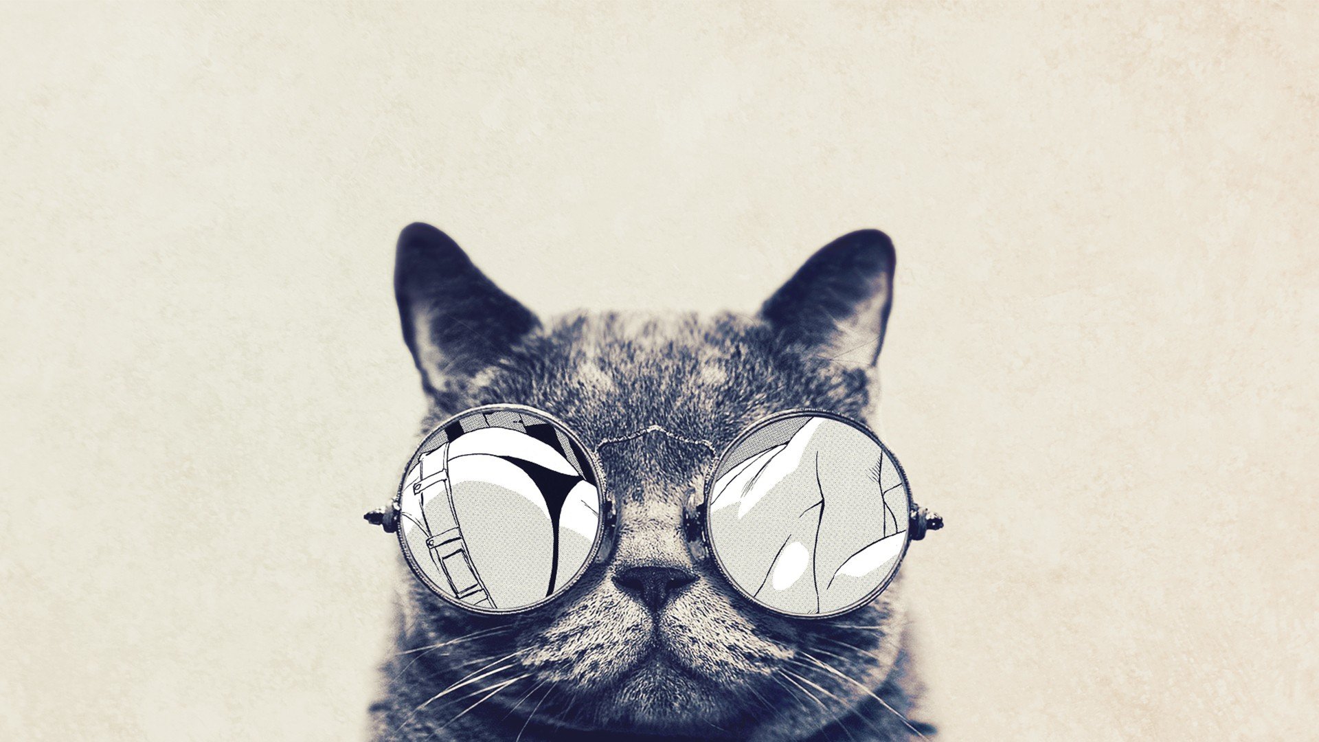 萌宠,动物,可爱,卖萌,猫咪,喵星人