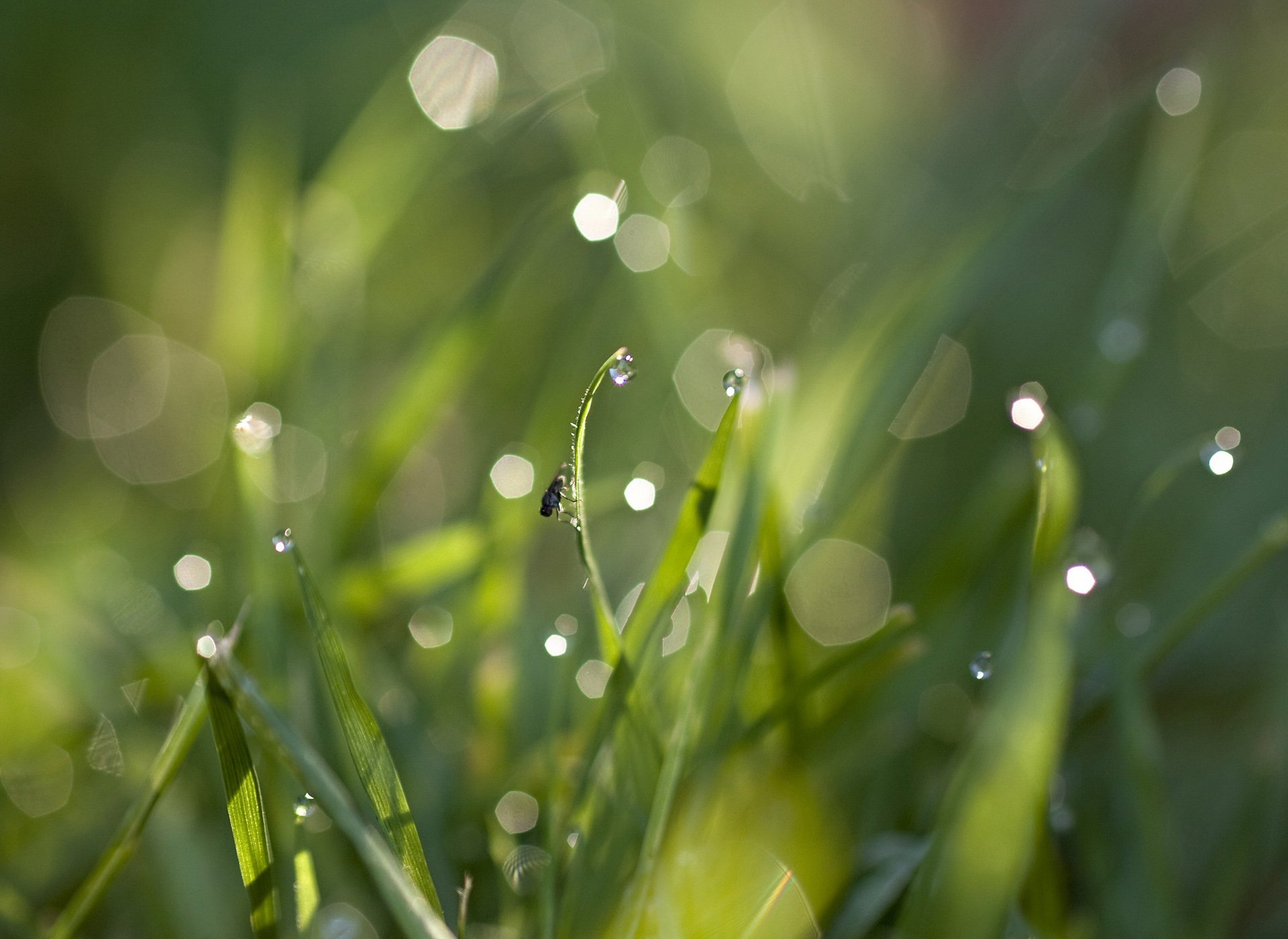 小清新,唯美,温馨,安静,绿色养眼,植物