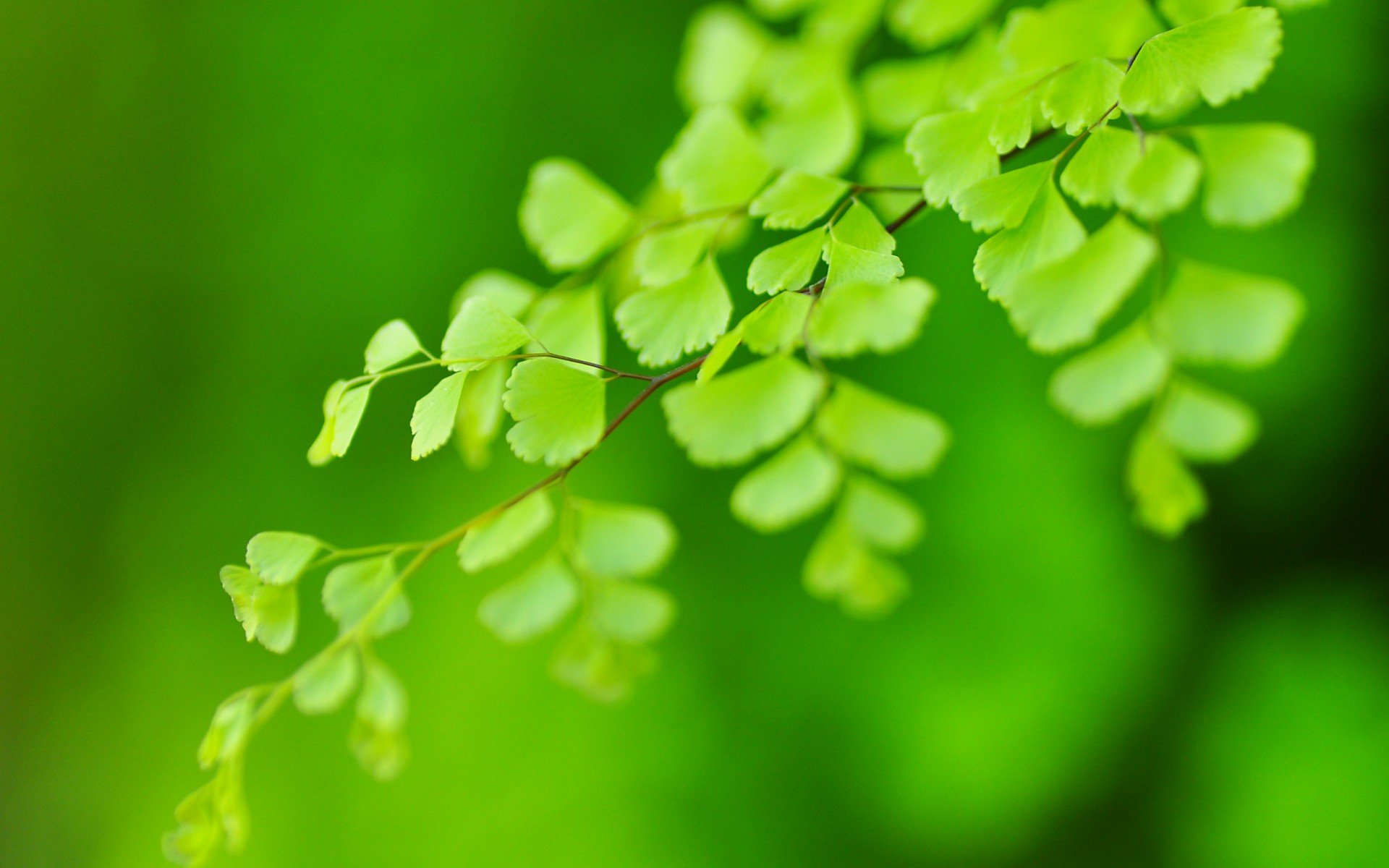 小清新,唯美,温馨,安静,绿色养眼,植物