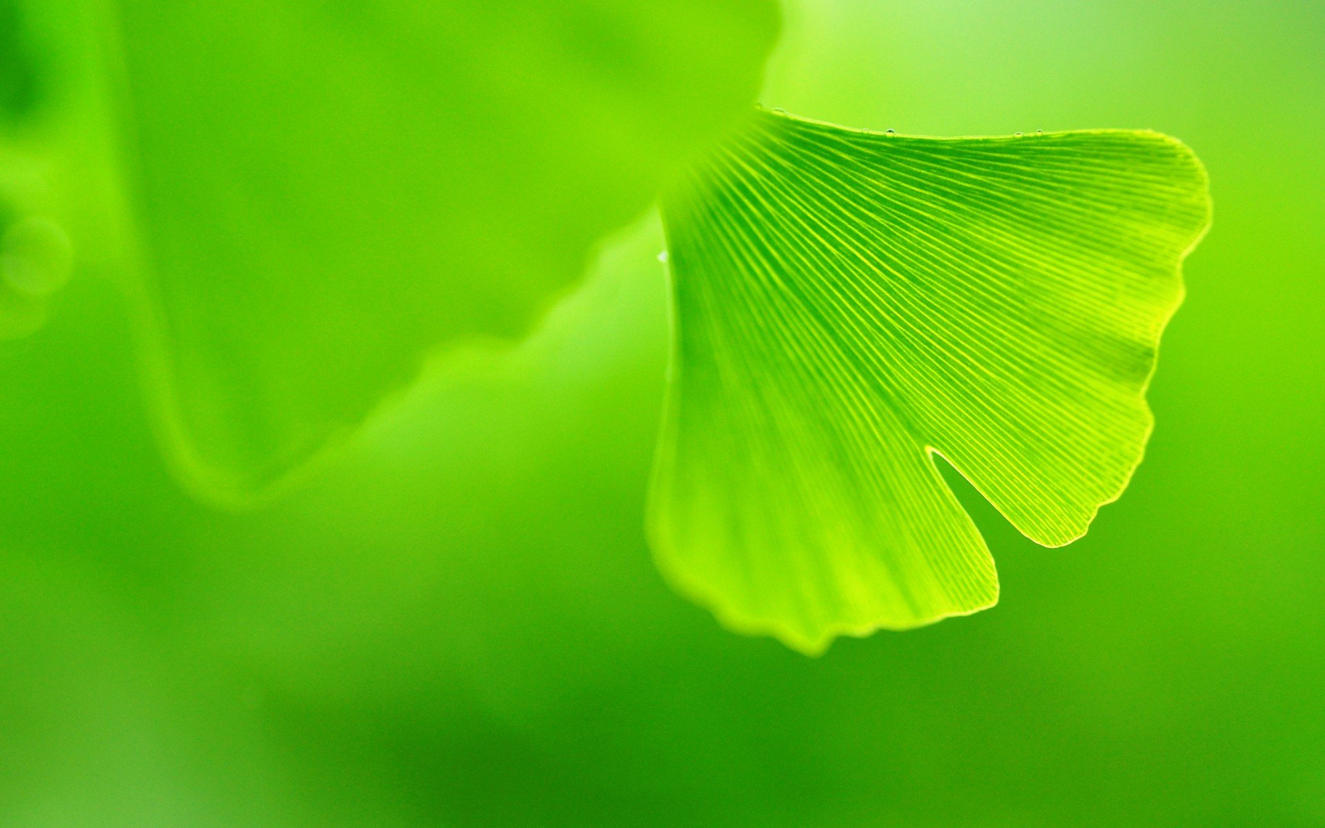 小清新,唯美,温馨,安静,绿色养眼,植物