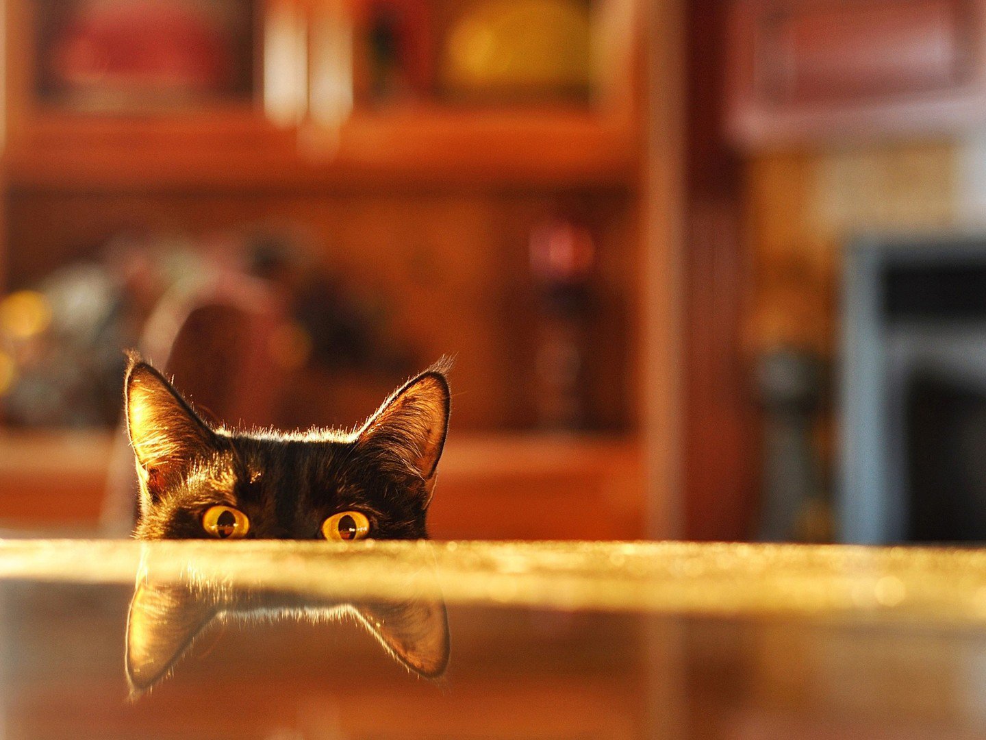 萌宠,动物,可爱,卖萌,猫咪,喵星人