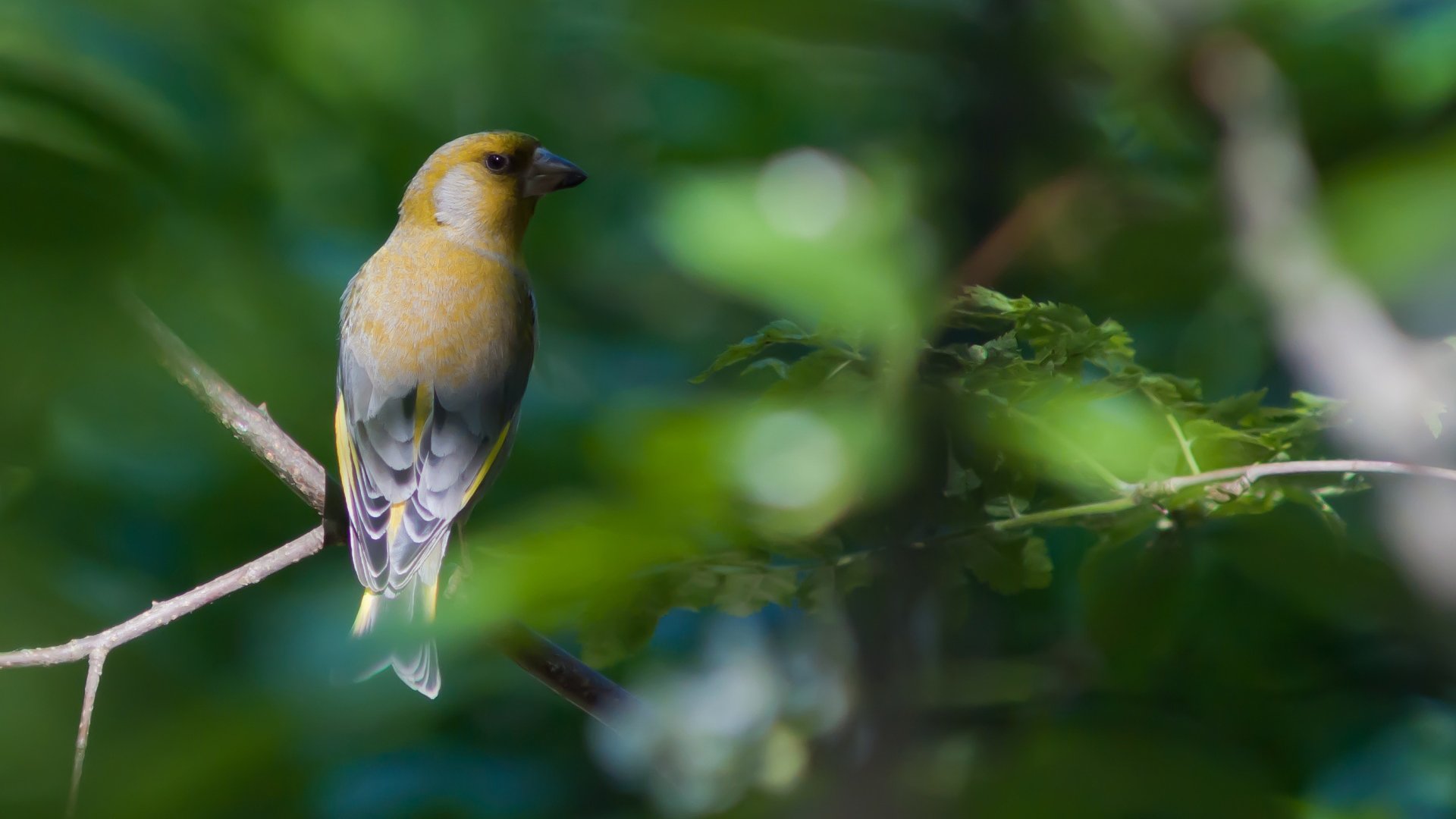 动物,野生动物,鸟