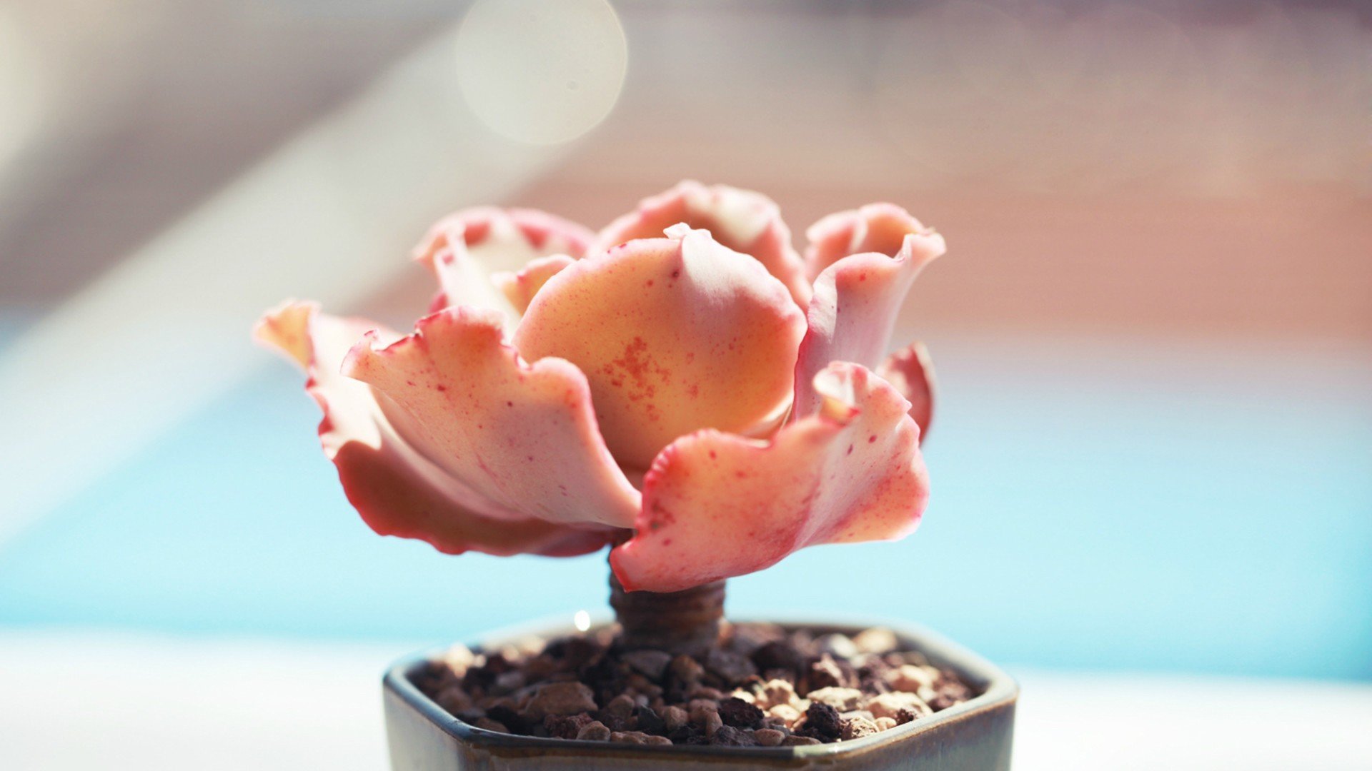 小清新,温暖,干净,安静,唯美,静物,物语,时光,多肉,植物,可爱