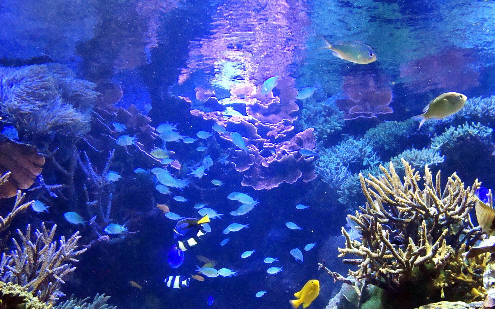 动物,海底世界,海洋生物