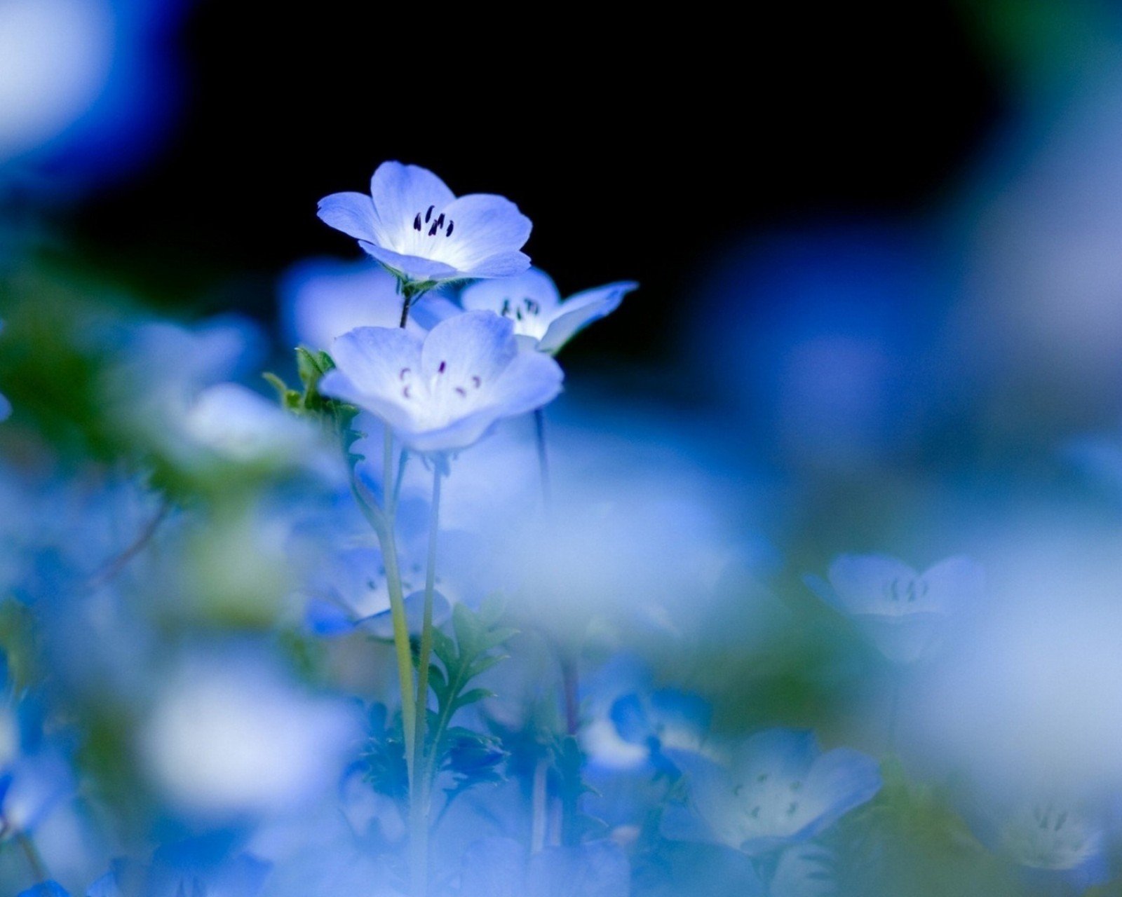 小清新,温暖,干净,安静,唯美,静物,物语,时光,花,清新淡雅,鸟语花香