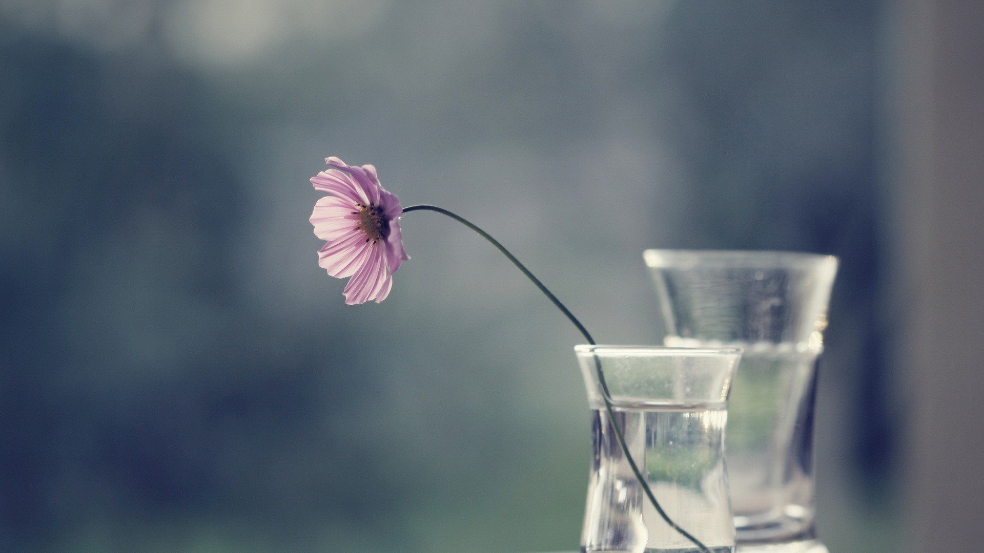 小清新,温暖,干净,安静,唯美,静物,物语,时光,清新淡雅,花朵