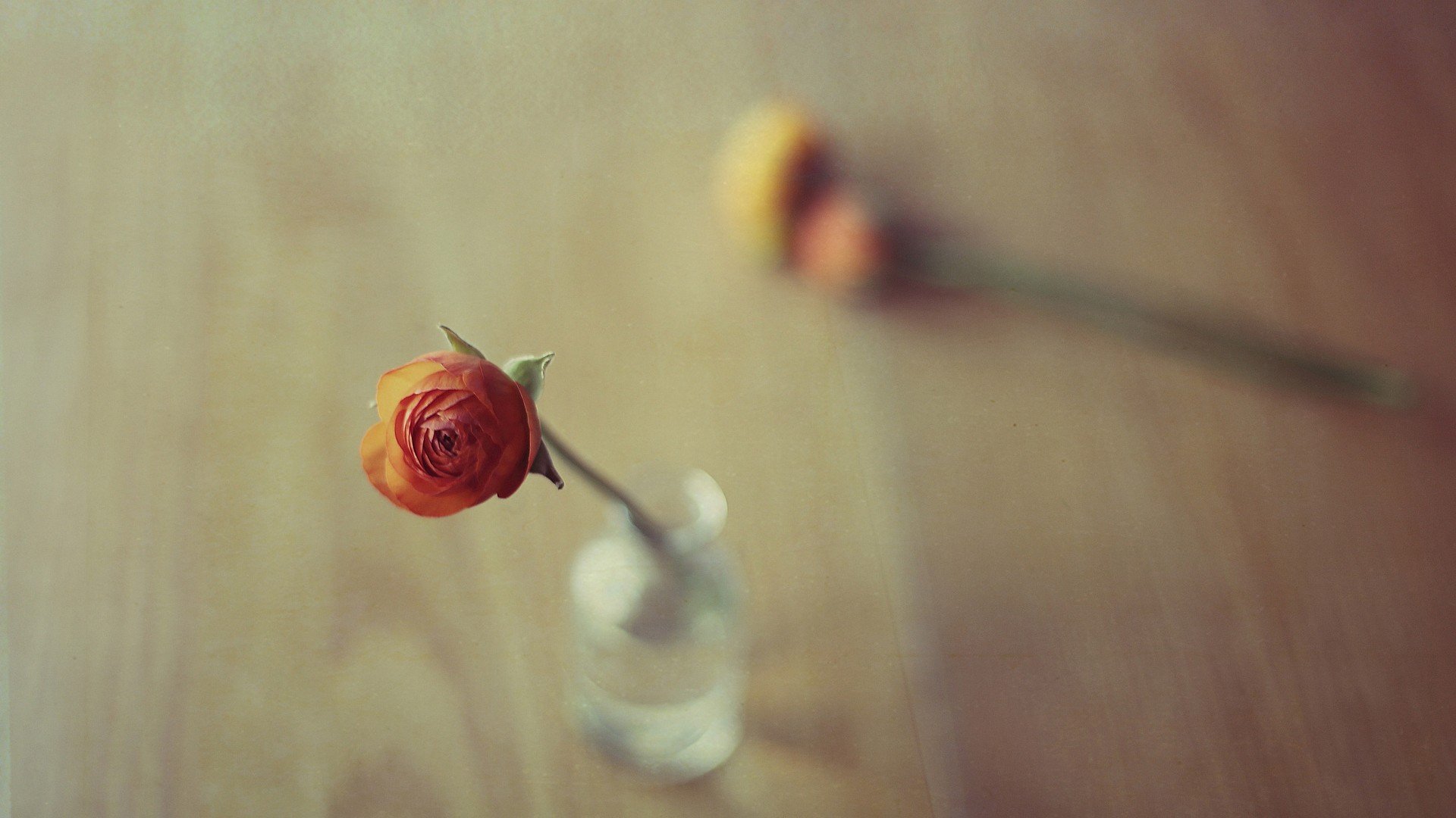 小清新,温暖,干净,安静,唯美,静物,物语,时光,清新淡雅,花朵