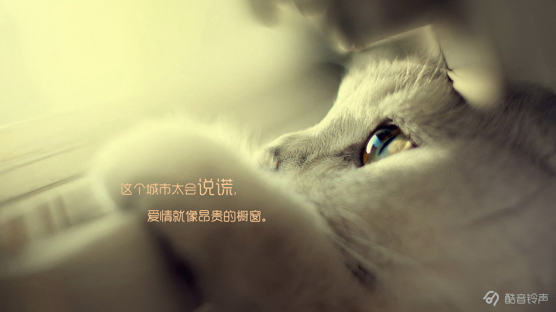 喵星人,萌宠,宠物,猫