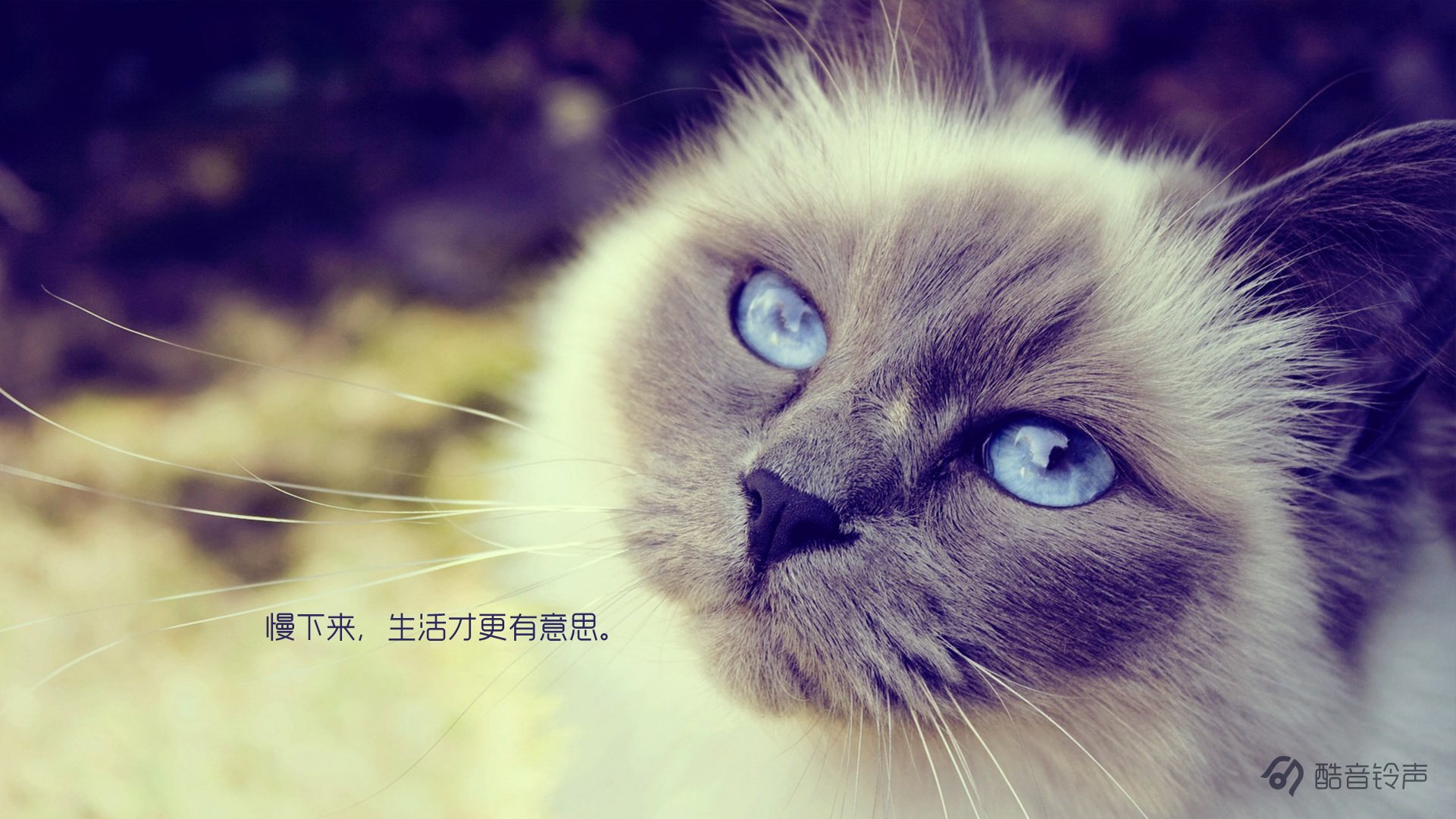 喵星人,萌宠,宠物,猫