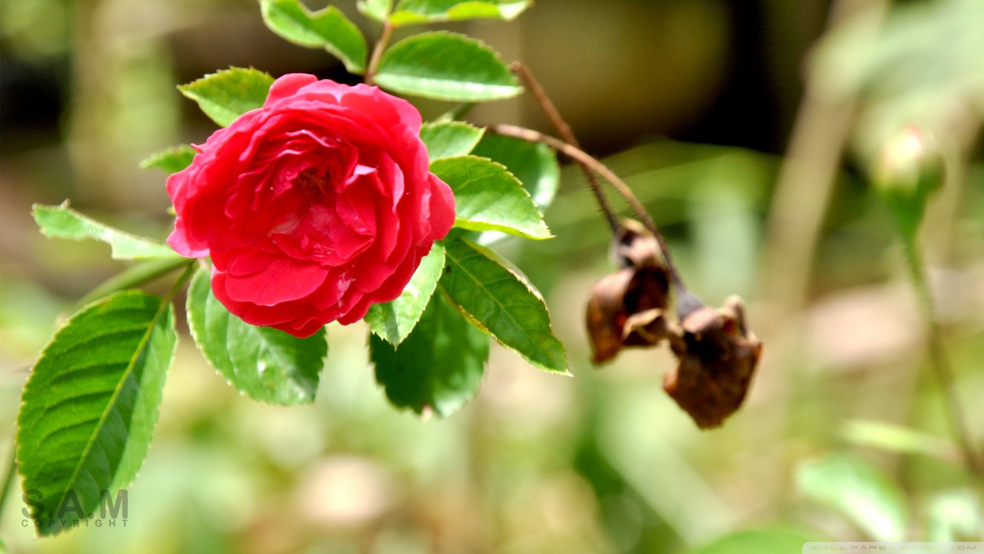 小清新,温暖,干净,安静,唯美,静物,物语,时光