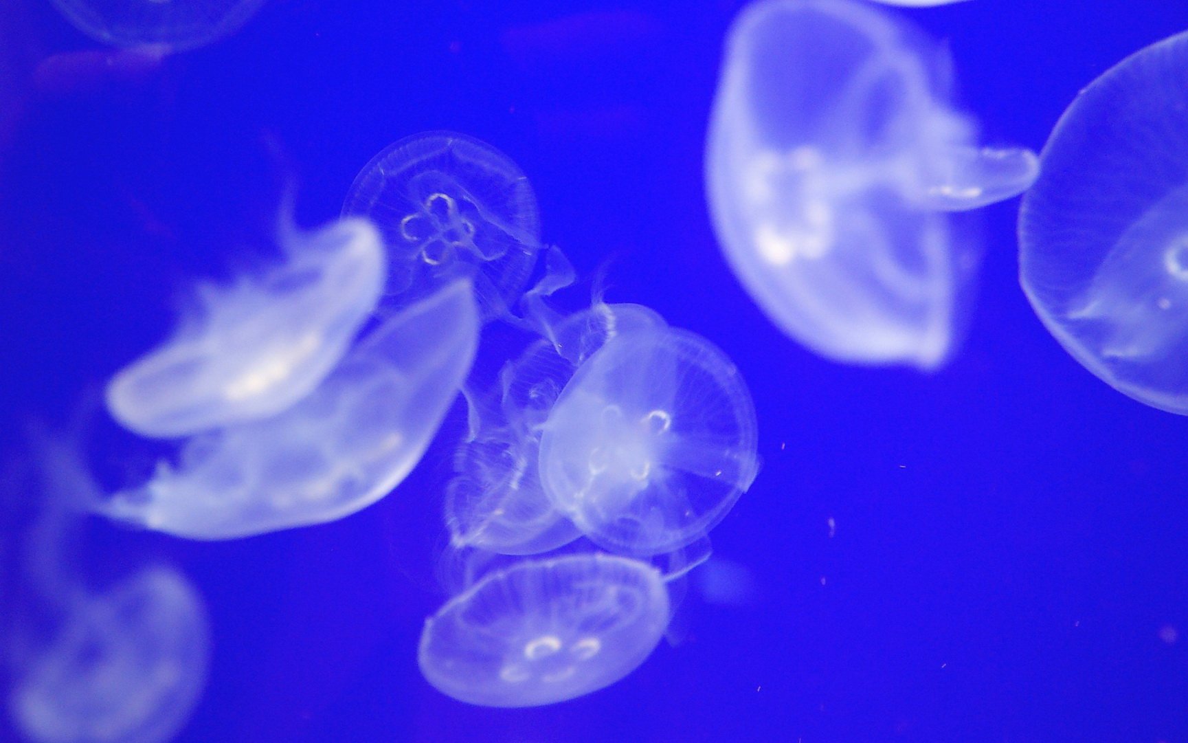 动物,海底世界,海洋生物