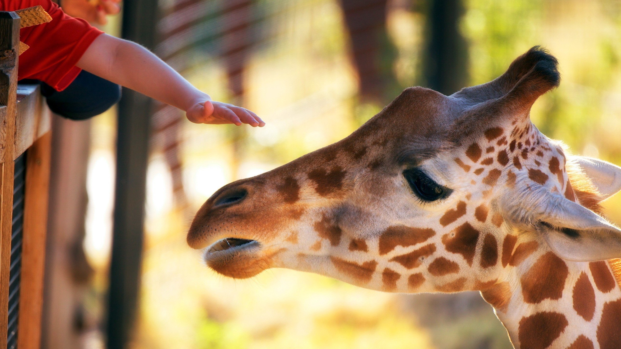 动物,野生动物,长颈鹿