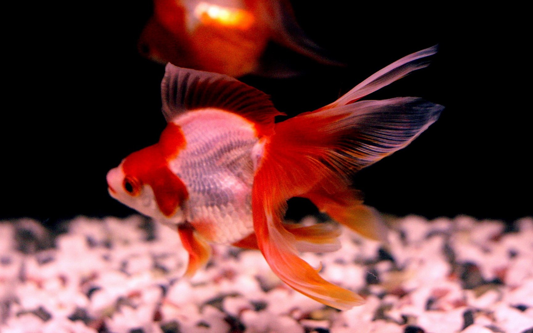 动物,海底世界,海洋生物