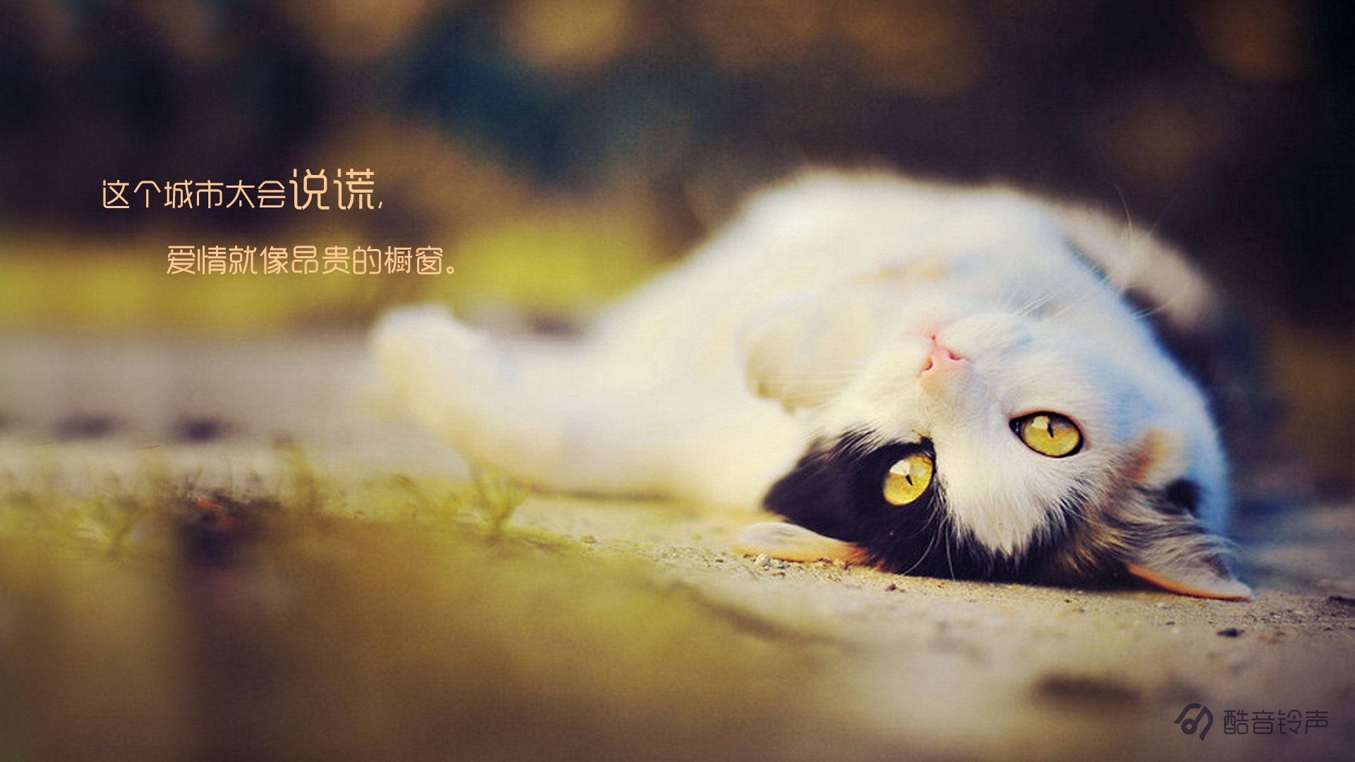 喵星人,萌宠,宠物,猫