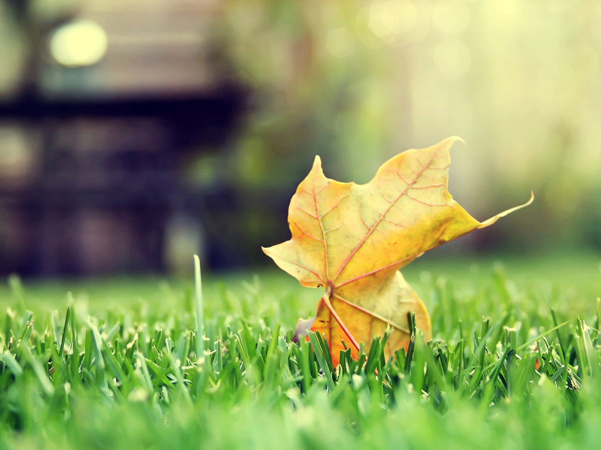 落叶,清新,唯美