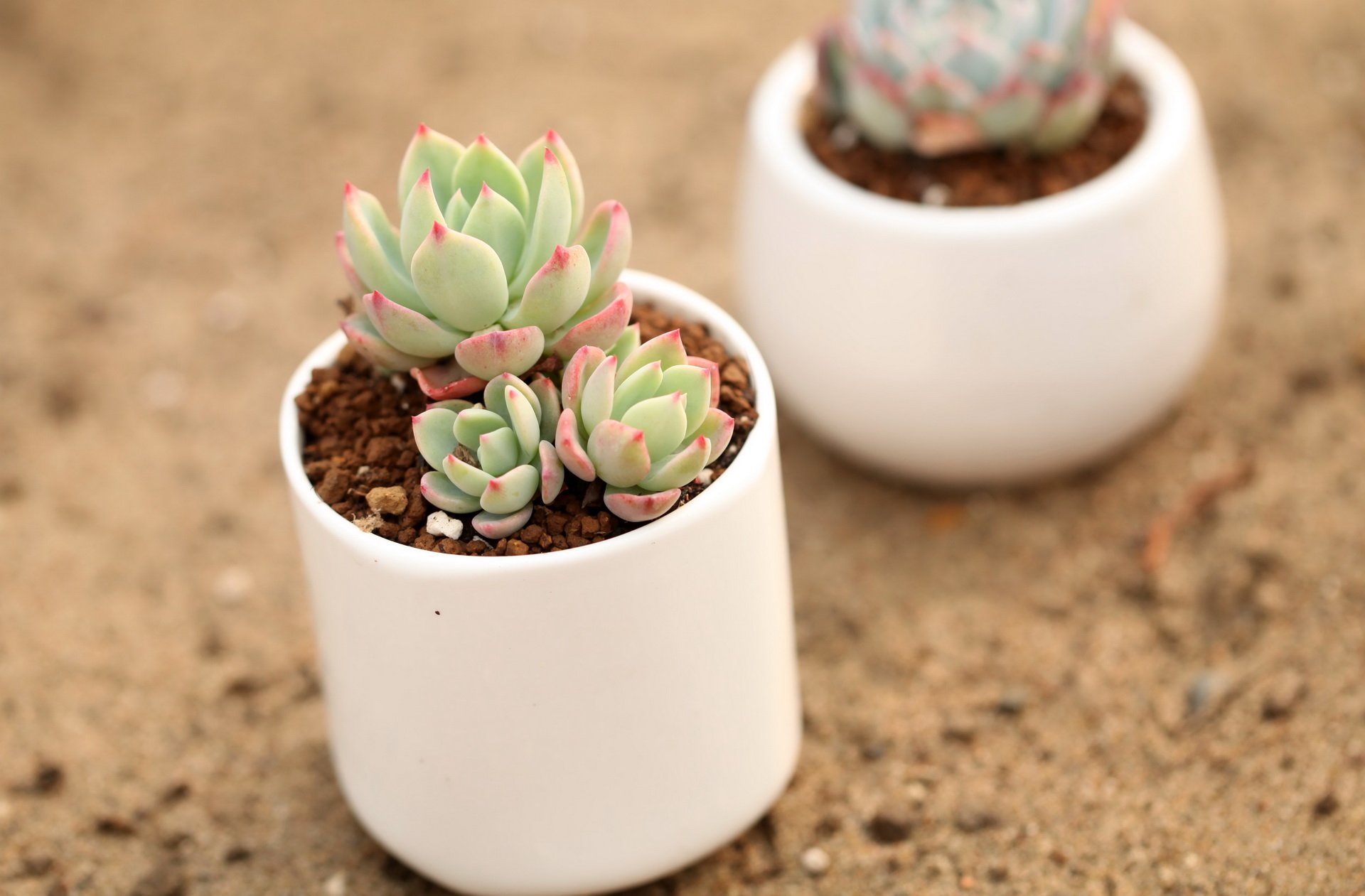 小清新,温暖,干净,安静,唯美,静物,物语,时光,多肉,植物,可爱