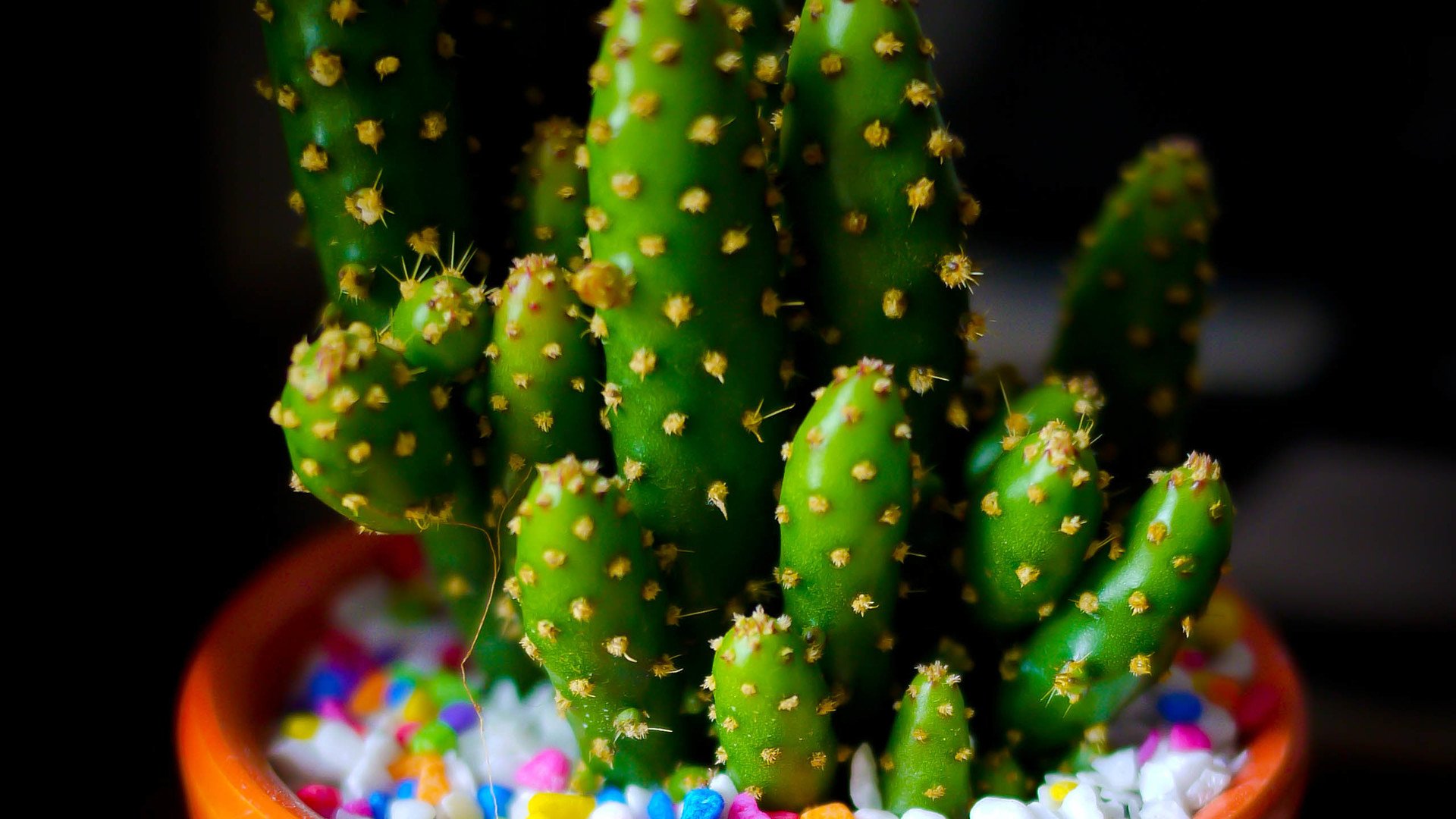 小清新,温暖,干净,安静,唯美,静物,物语,时光,多肉,植物,可爱