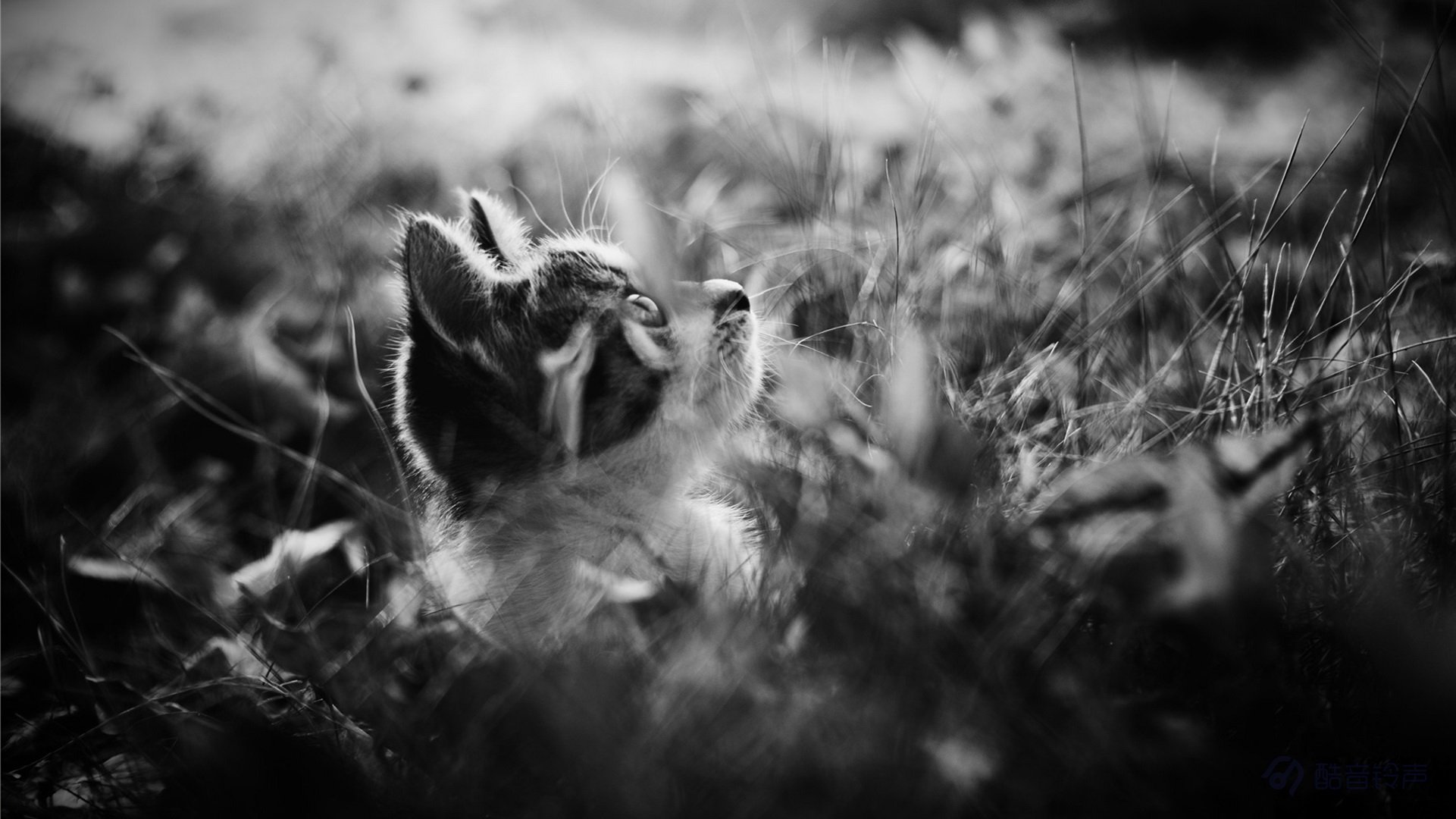 喵星人,萌宠,宠物,猫