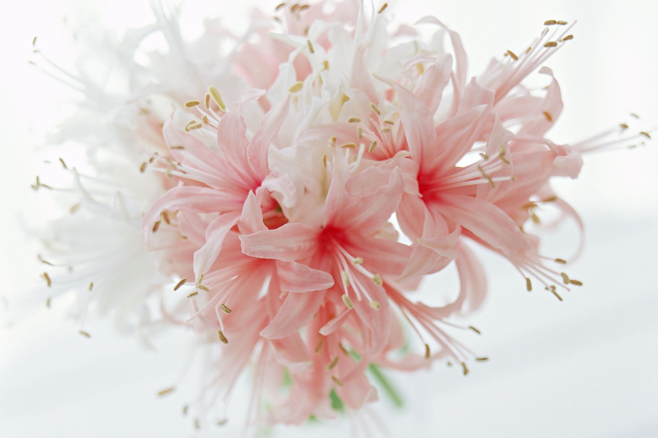 小清新,温暖,干净,安静,唯美,静物,物语,时光,花,清新淡雅,鸟语花香