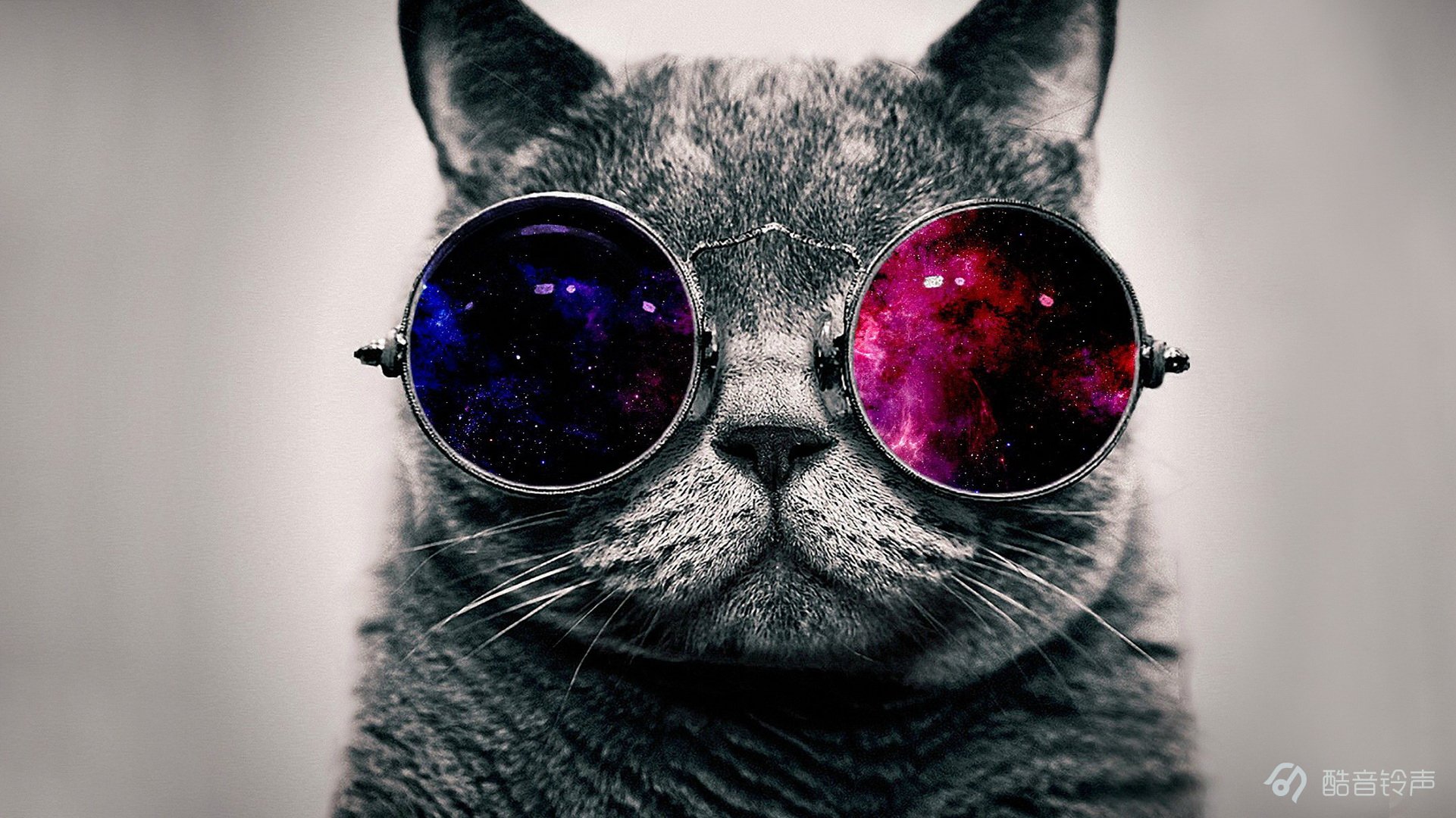 喵星人,萌宠,宠物,猫